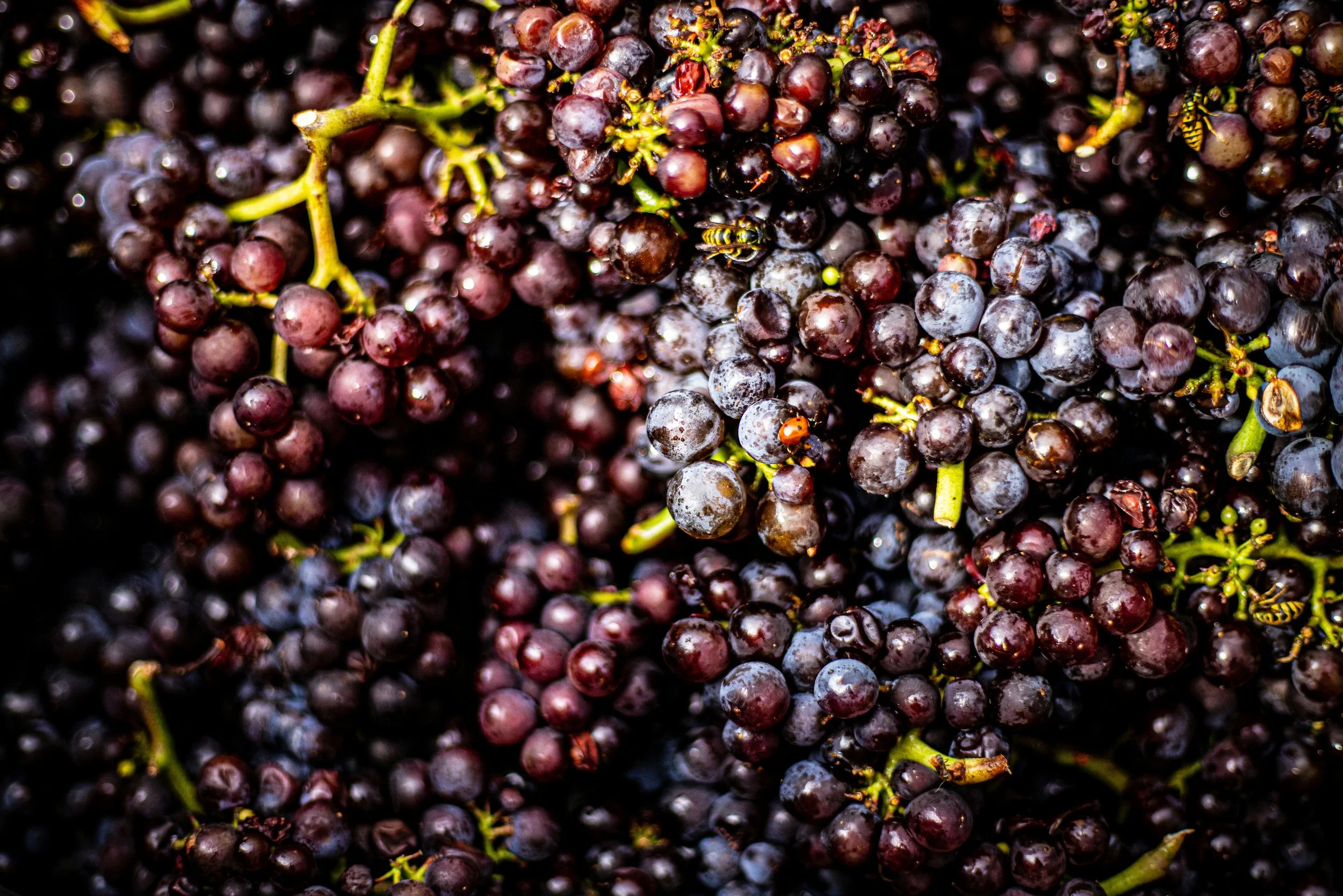 Close-up of a bunch of dark purple grapes on the vine with some wasps among the grapes.