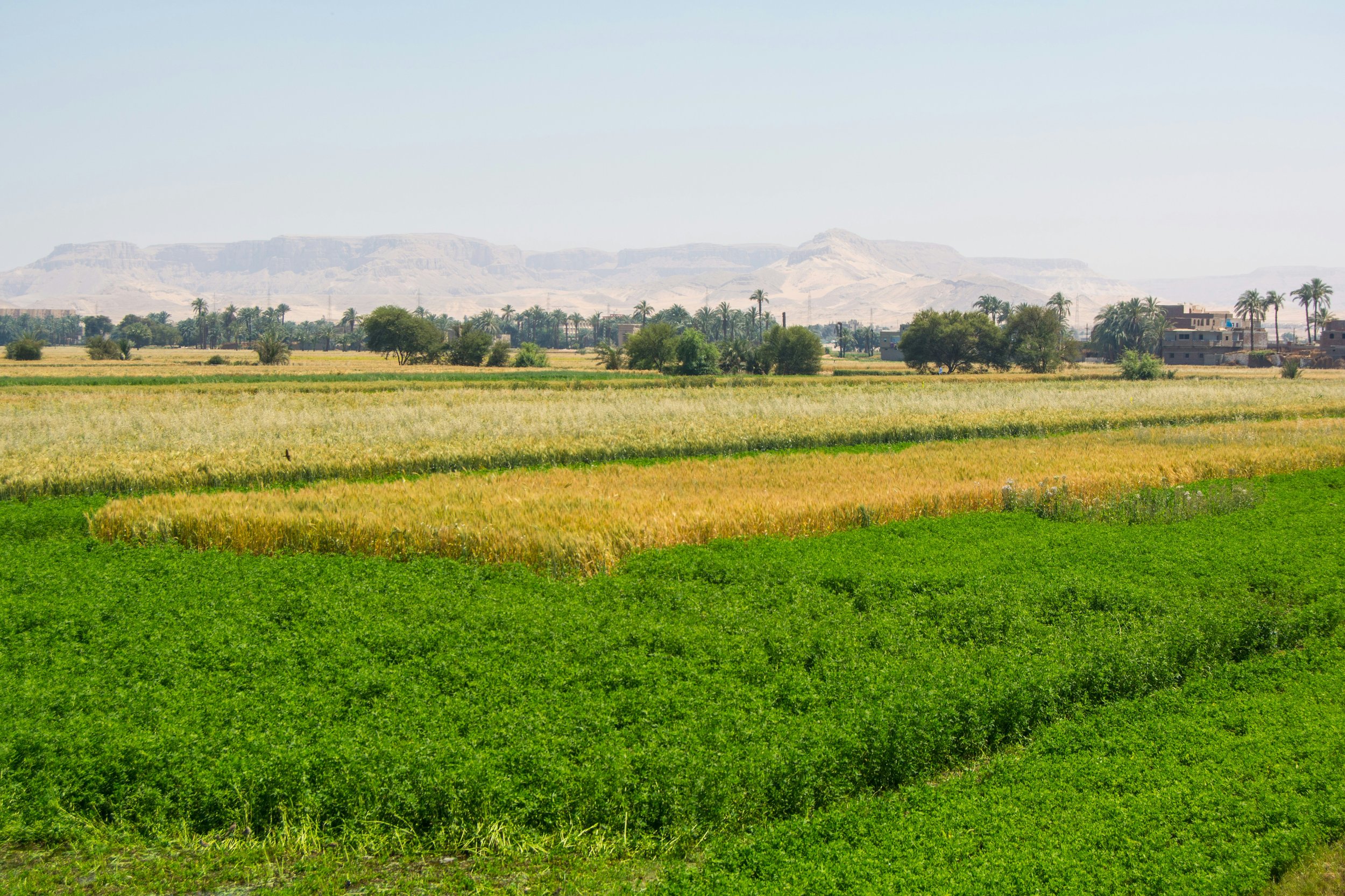 Agricultural fields with green crops in the foreground, palm trees and buildings in the middle ground, and a desert mountain range in the background.