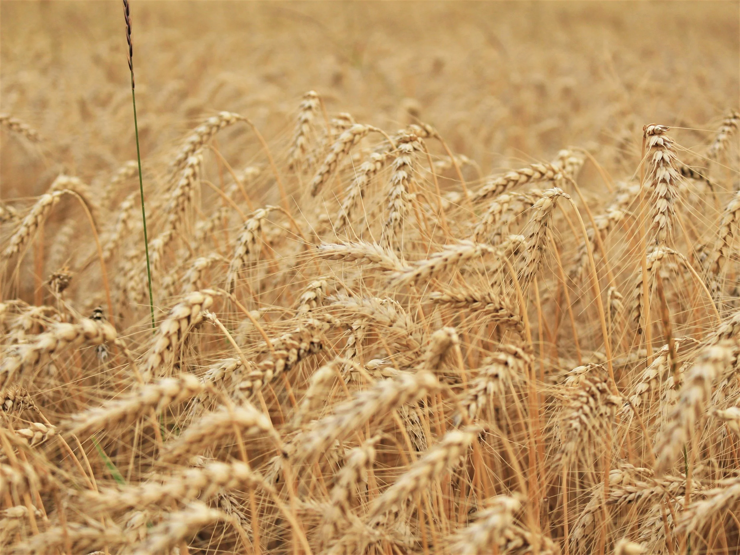 A close-up view of a wheat field showing tall golden wheat stalks with heads full of grain, some with loose strands hanging from them.