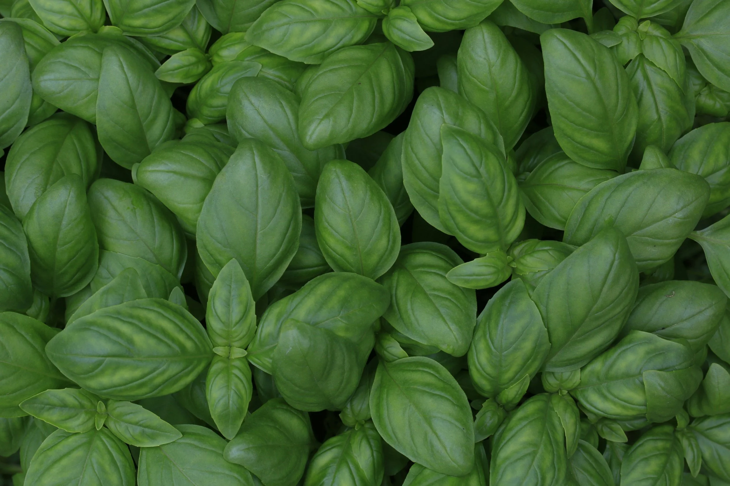 A close-up of fresh green basil leaves.