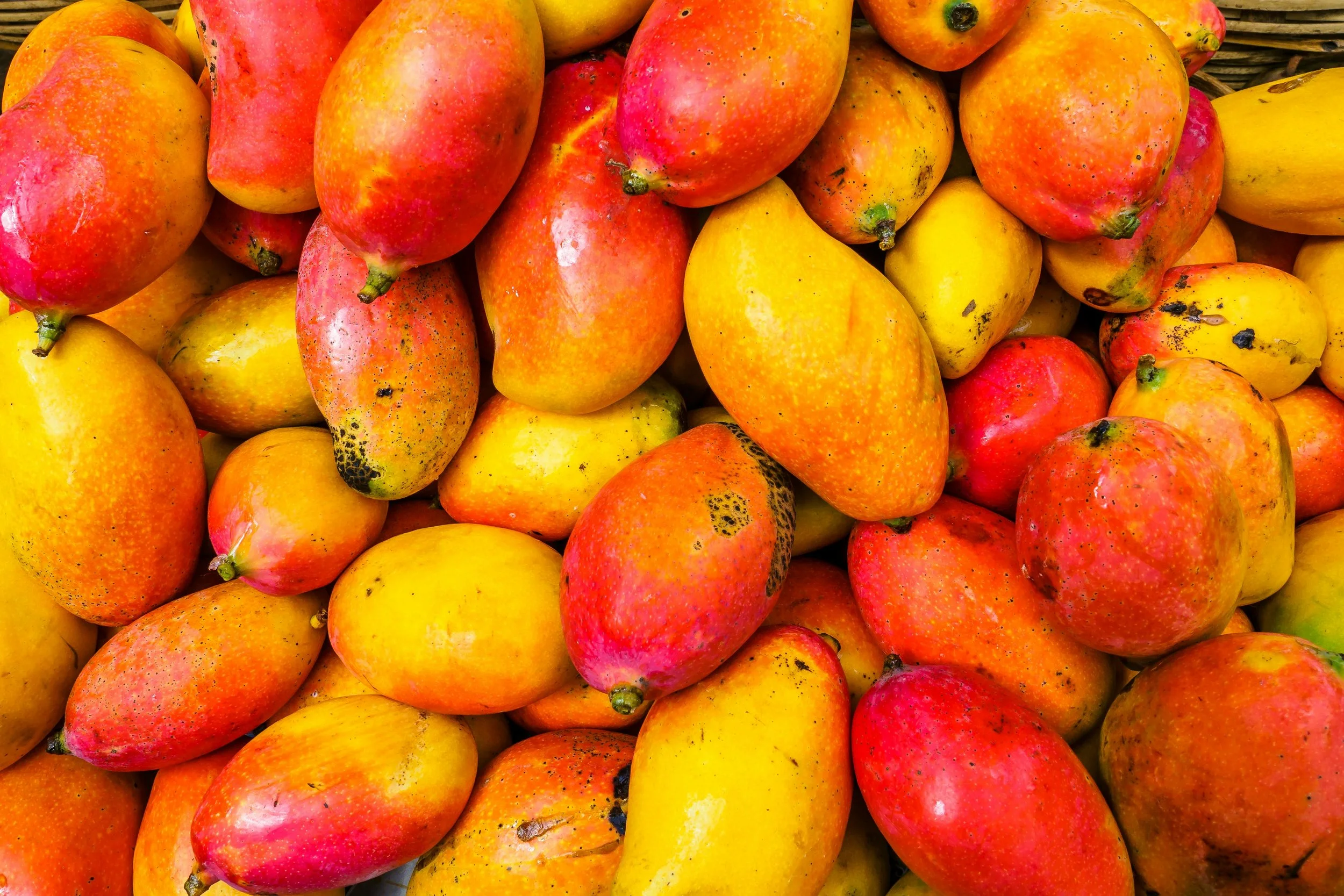 A pile of ripe mangoes with yellow, red, and orange hues, some with black spots, in a basket.