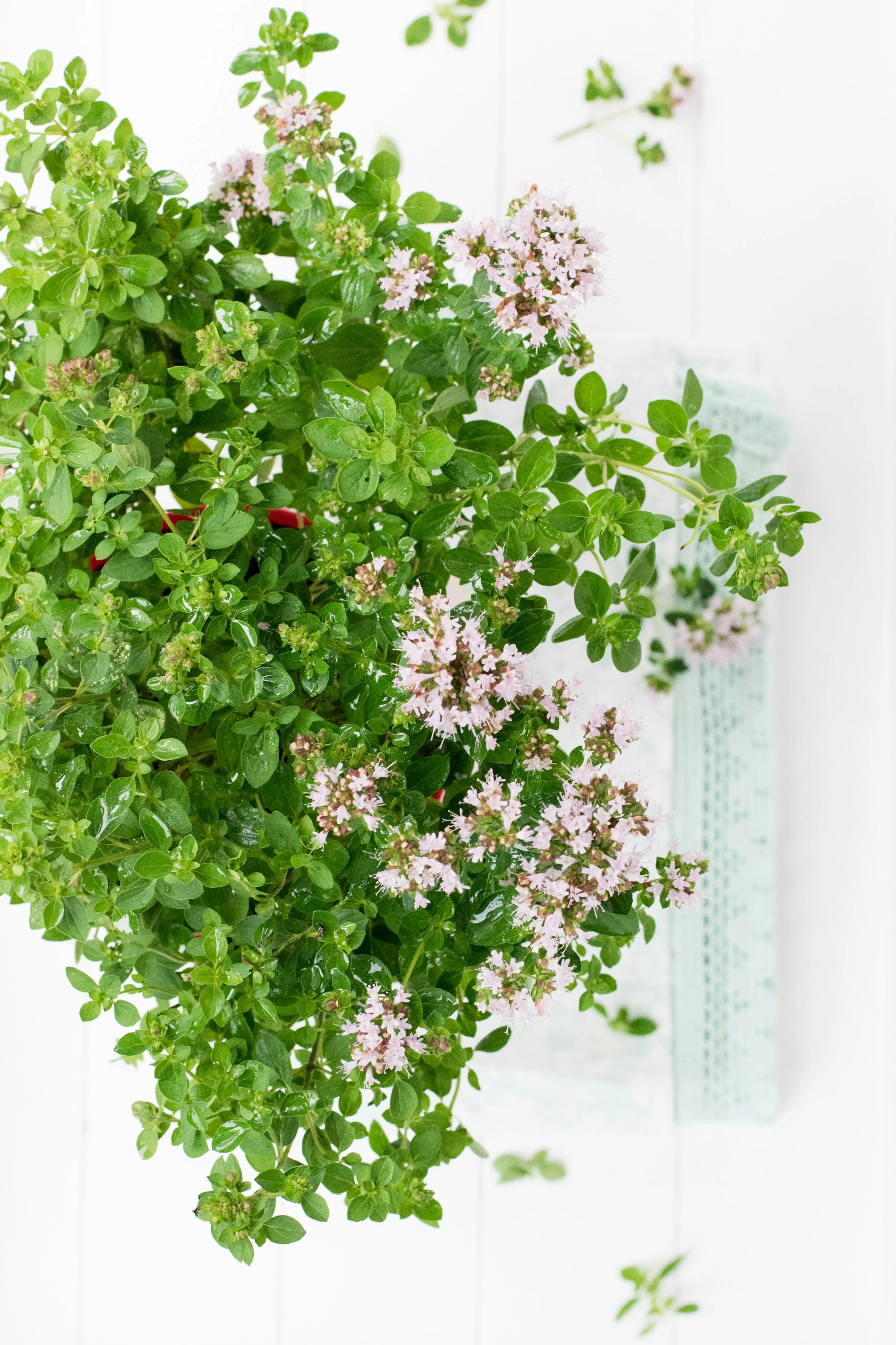 A lush green plant with small pink flowers cascading down, set against a white background with a patterned cloth partially visible.