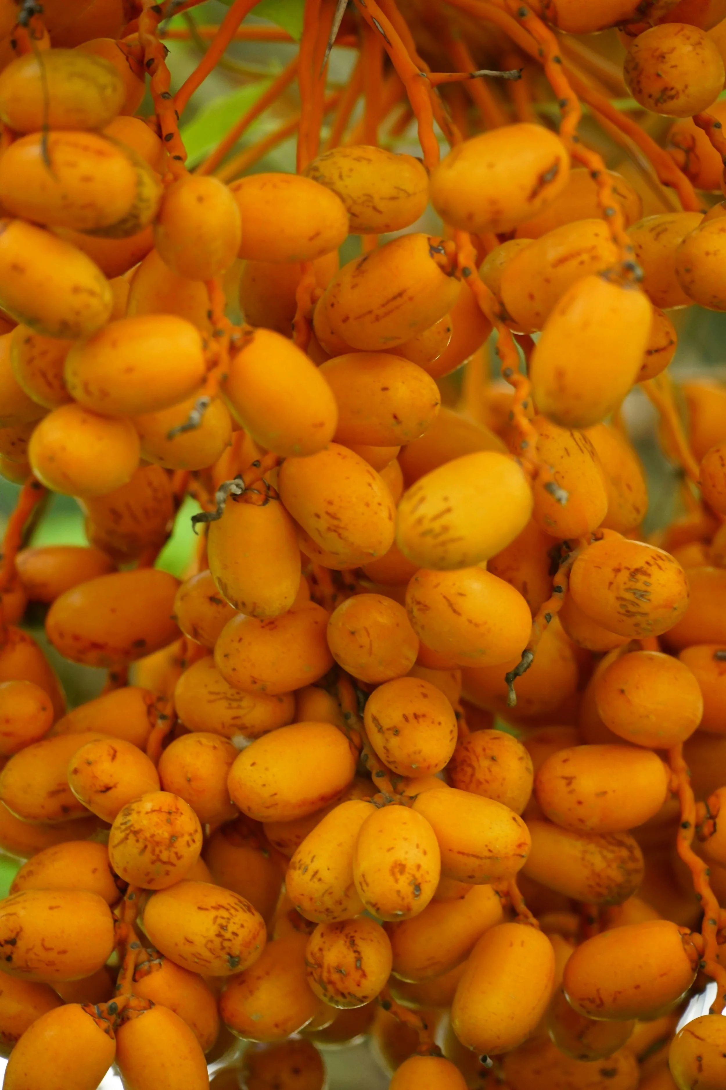 Bunches of orange berries hanging from branches.