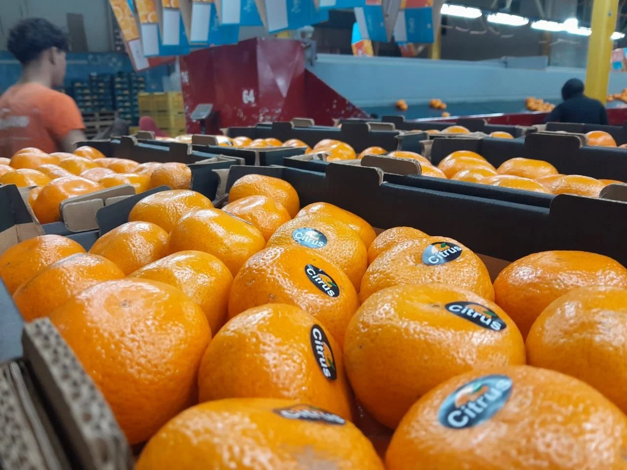 Close-up of fresh oranges in a produce display at a grocery store, with labels reading 'Citrus.' In the background, people shopping and colorful displays are visible.