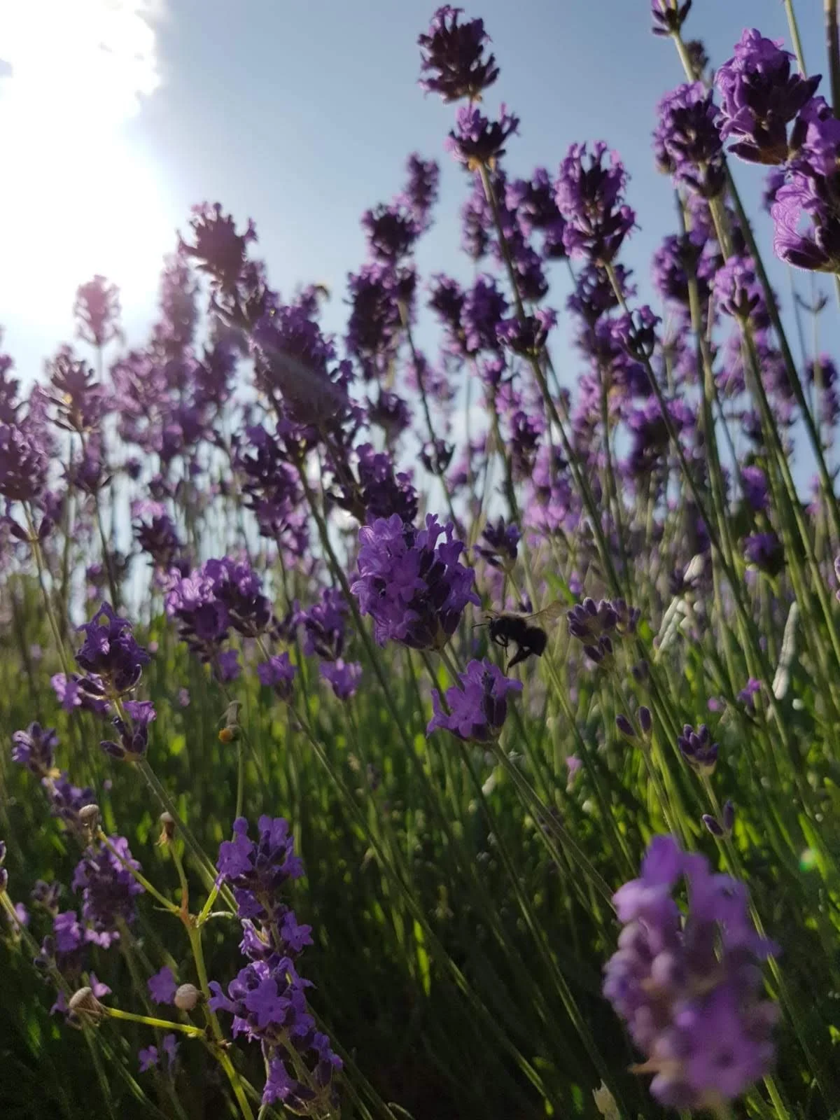 Lavendel