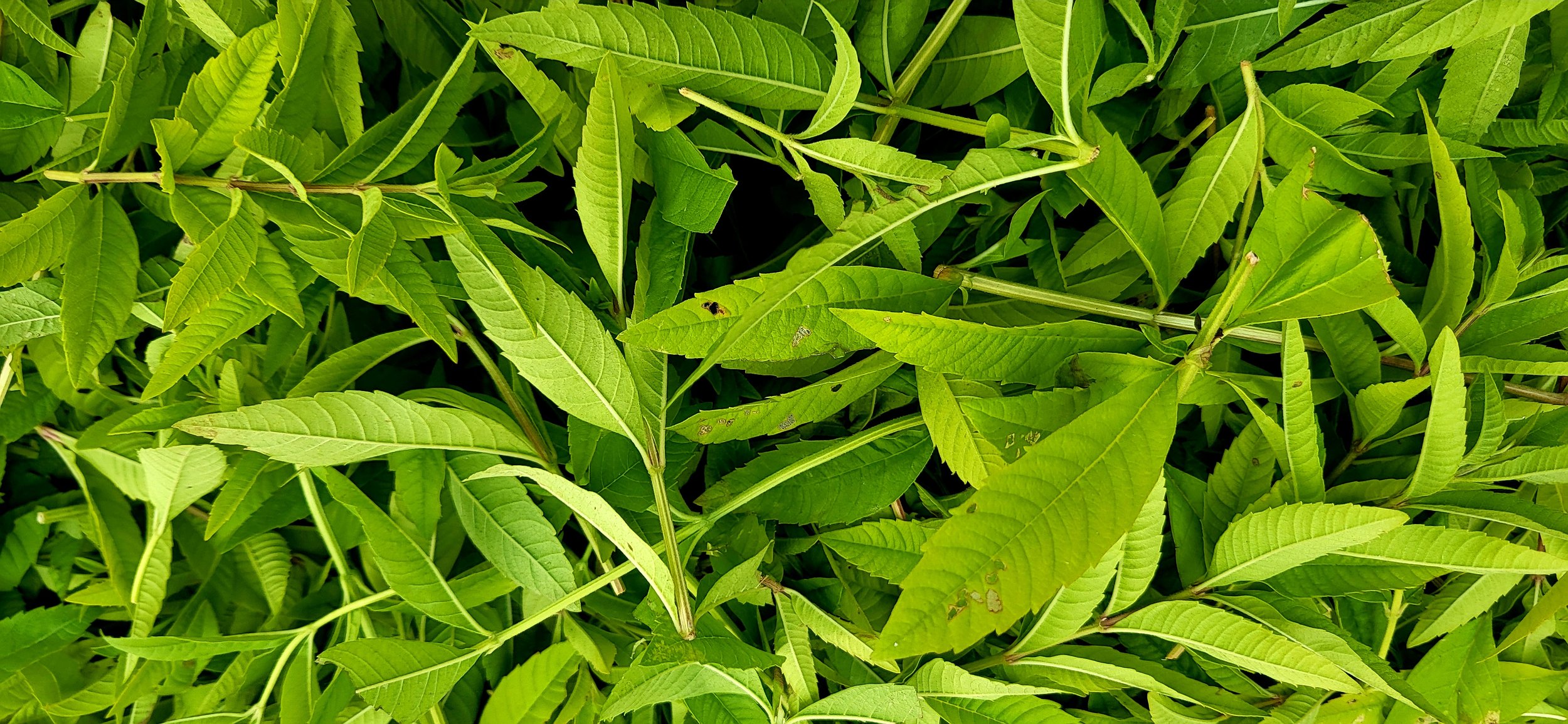 Verveine