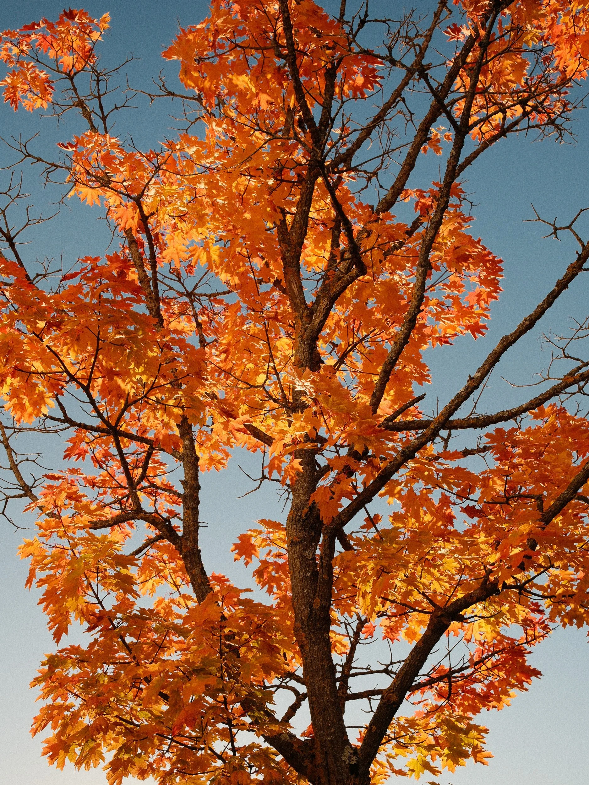DSCF4125.jpg