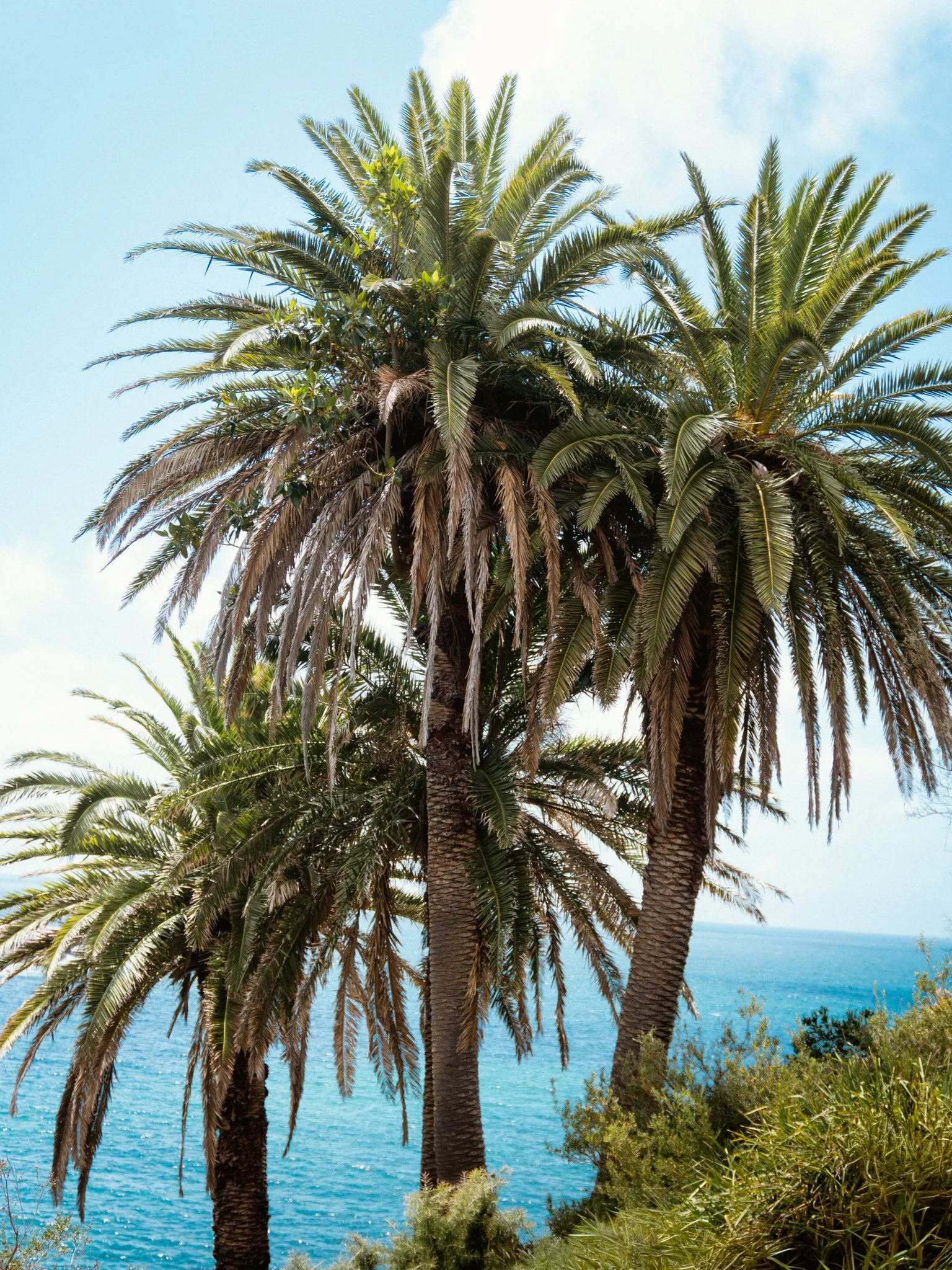 Three palm trees along a coastline with blue ocean water and greenery under a partly cloudy sky.