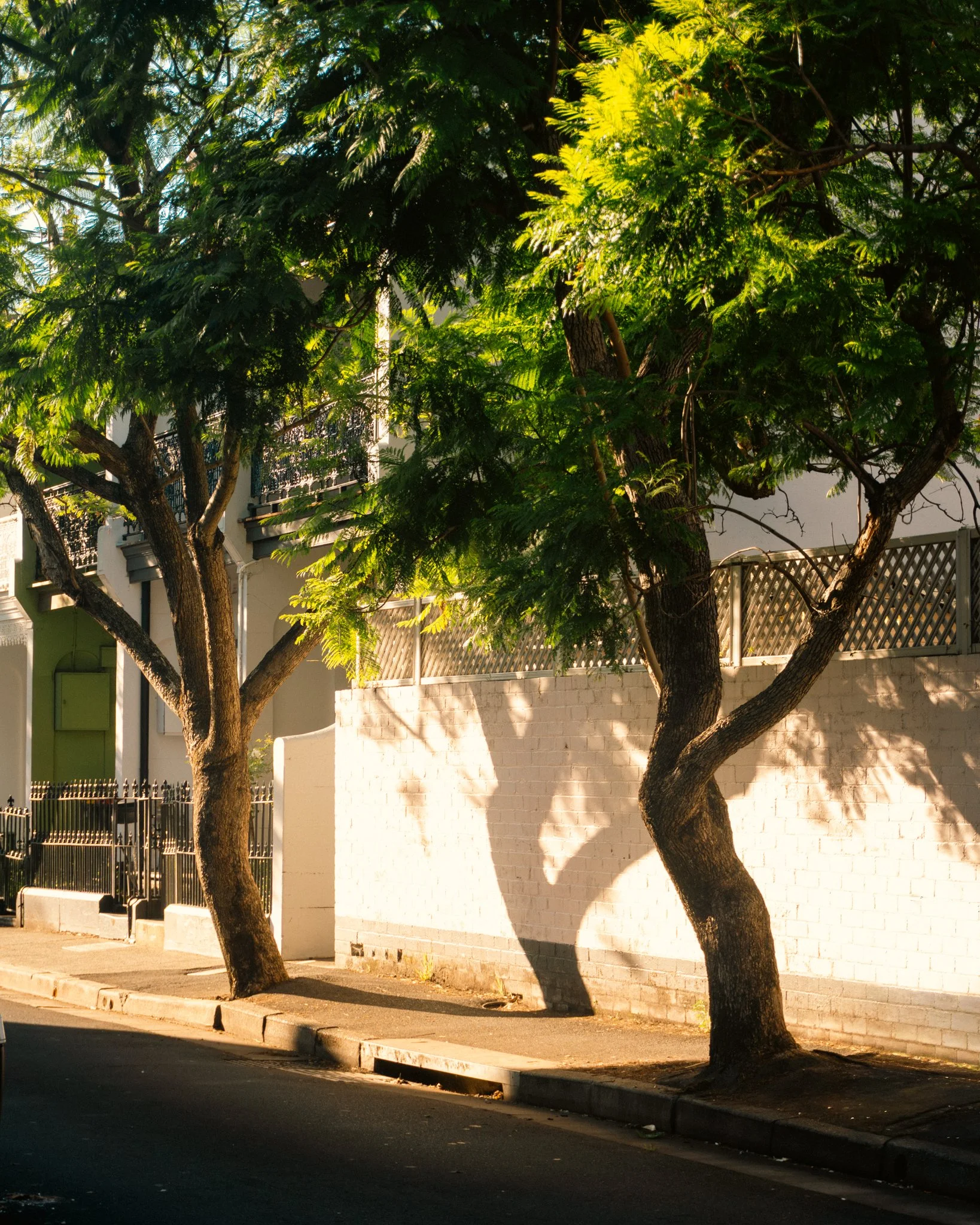 City street scene with two large trees in foreground, casting shadows on sidewalk and street. White brick wall and fencing in background.