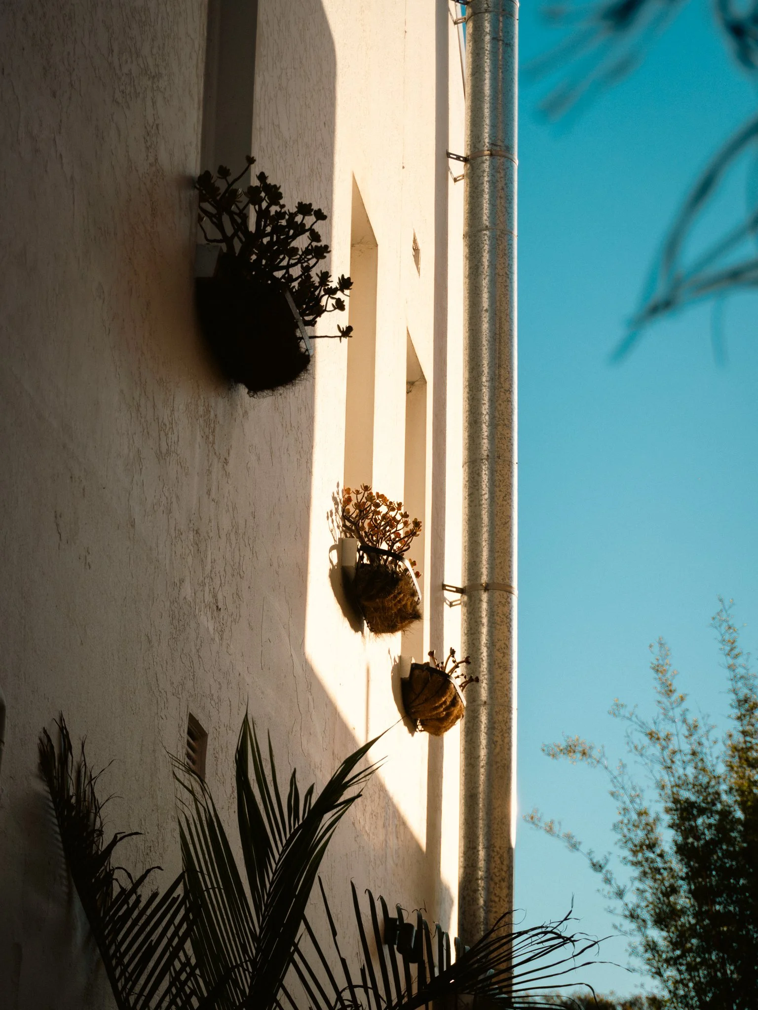 A sandy rooftop with potted succulents, a drainage grate, tree branches, and a metal pipe against a blue sky.