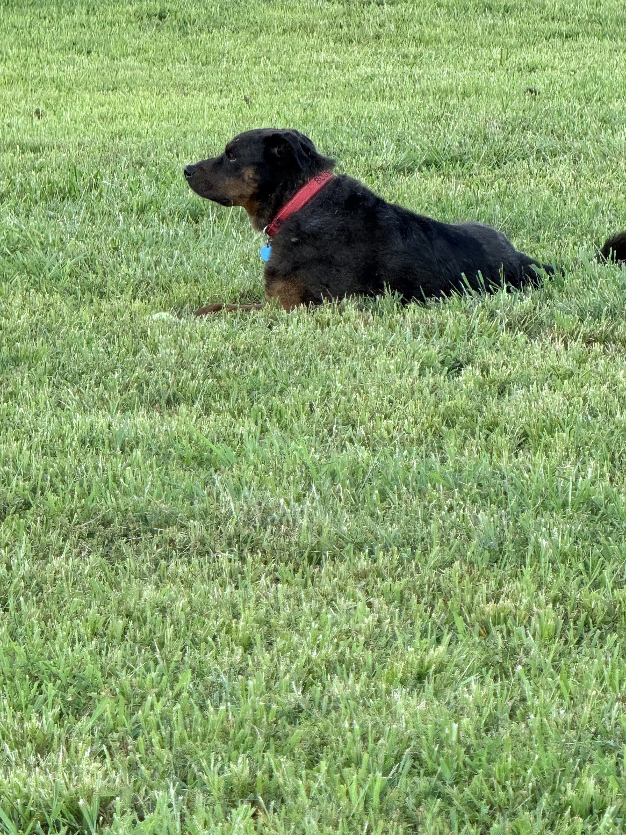 A black and brown dog with a red collar and a blue tags lying on grass in a park or yard.