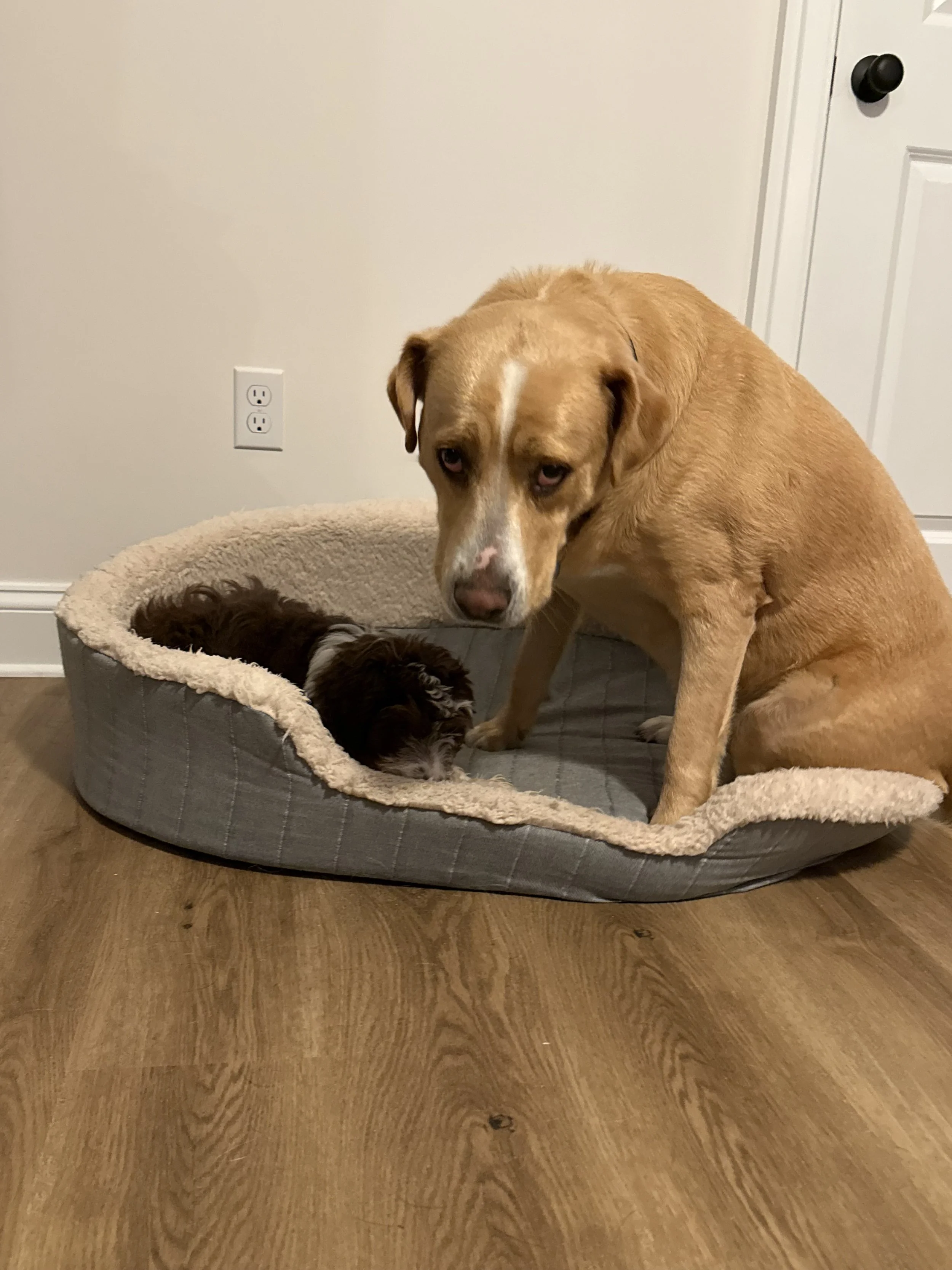A tan and white dog sitting beside a small, fluffy black and white kitten in a dog bed near a white door and wall with electrical outlets.