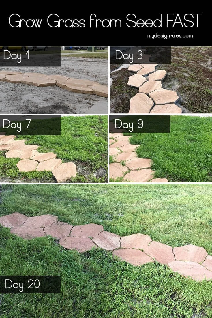 How to Grow Grass from Seed in Florida Like a Pro