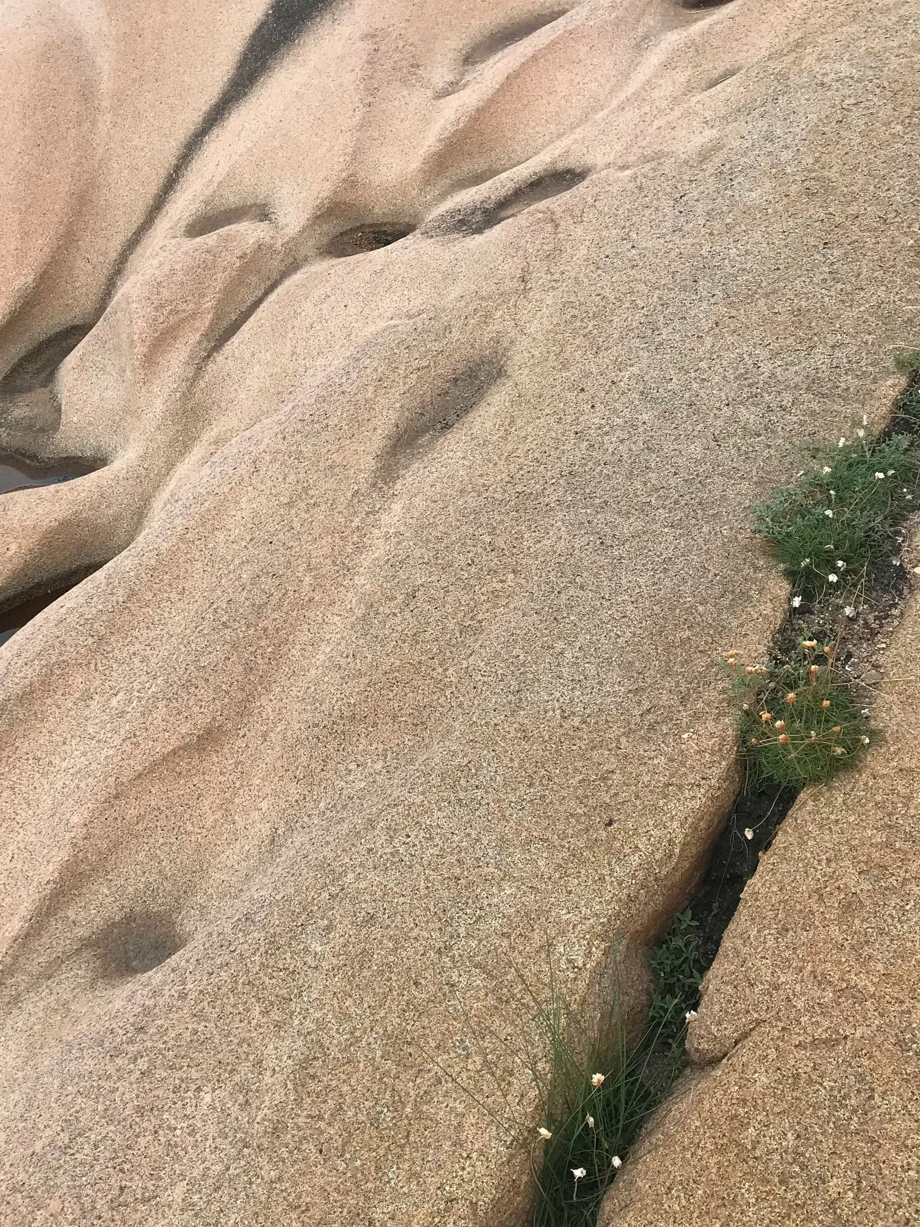 Sandsten med inskurna ansikten som ser ut som ansikten i profil med näsa och läppar, och små växter växer i en spricka.