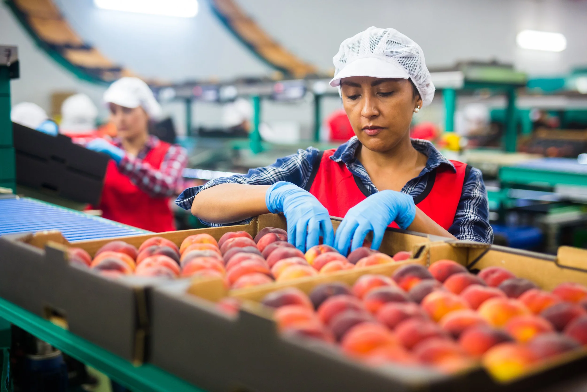 Workers in a factory or processing plant wearing hairnets, gloves, and red aprons, handling peaches on a production line.