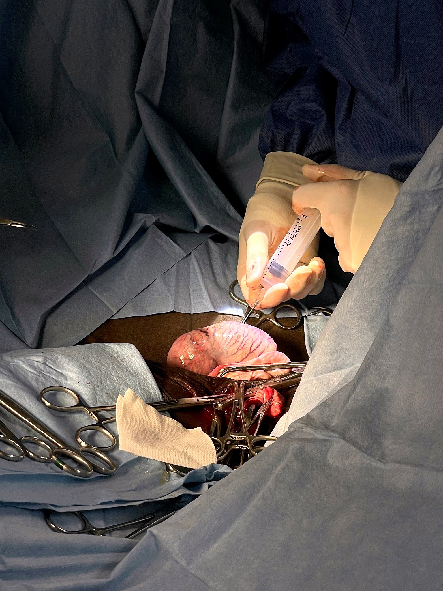 Medical team performing surgery on a large animal, possibly a cow, with surgical tools and a medical syringe visible, inside an operating room covered with sterile drapes.