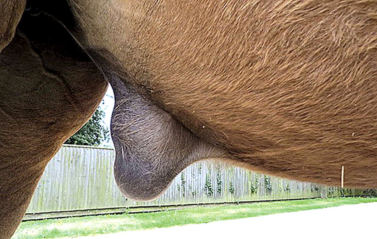 Close-up of a horse's neck and belly, with a wooden fence and green grass in the background.