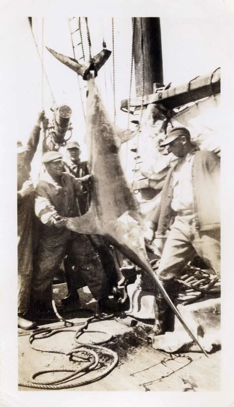 “Bert” I. Albert Johnson and Captain Frank Johnson with a swordfish, left to right. 1930–1950. Gift of Donald Rich. 2009.37.10