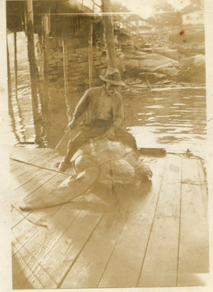 Capt. Antonio Gomez with a sea turtle on Ponce's Landing. Long Island Community Club at the corner of Garfield is on the left, with the Spa in the background. Date unknown. Gift of Phyllis Greene. 1996.14.27