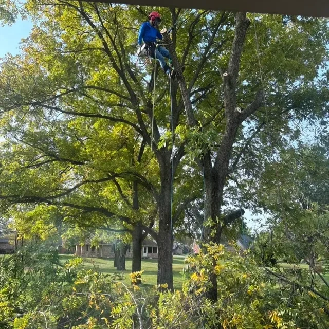 Tree worker trimming branches while high up in a tree with safety gear