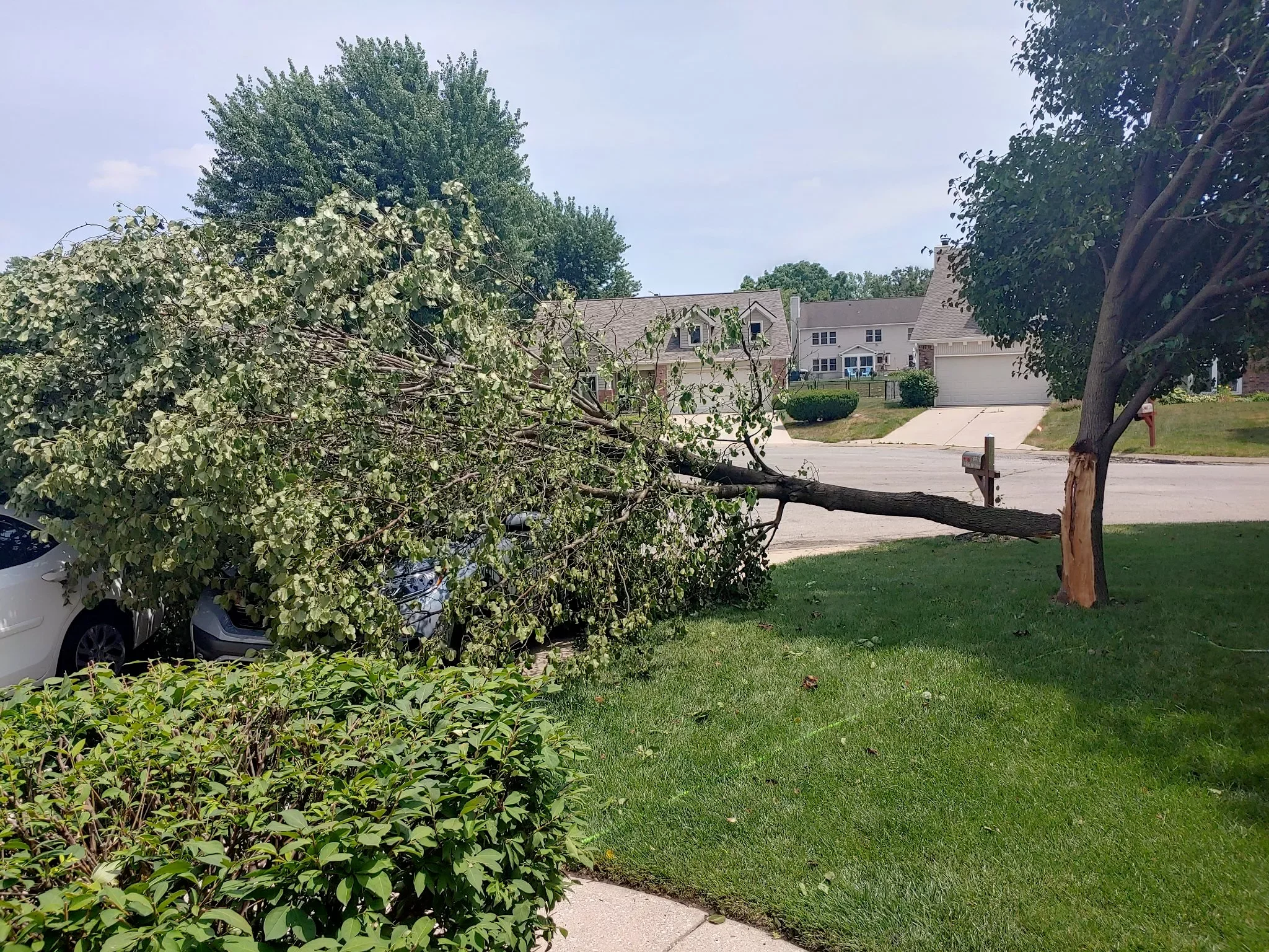 A fallen tree branch on the driveway of a suburban house with a green lawn, trees, and roofline visible.