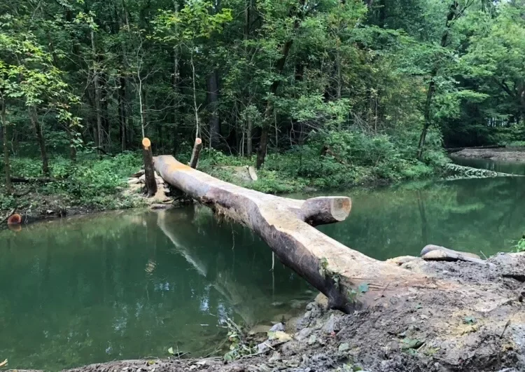 Fallen tree across a small river or stream in a forested area.