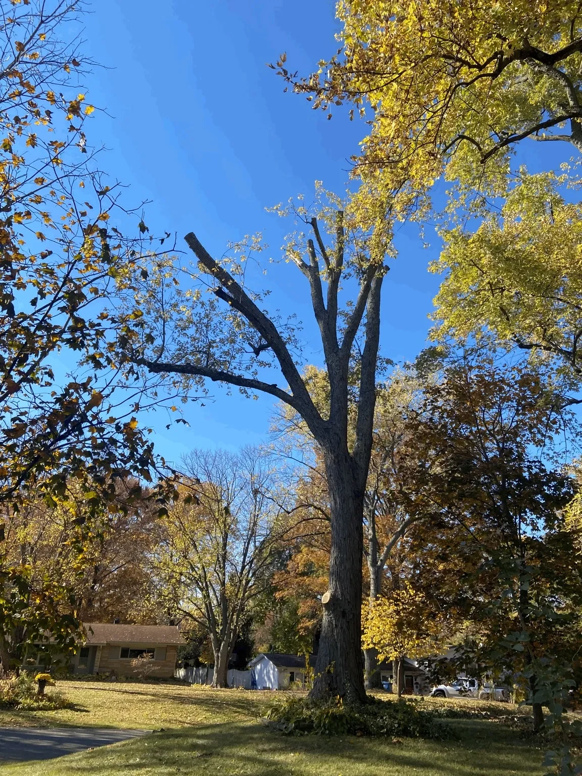 A tall tree with some leaves remaining on its branches, set against a clear blue sky. Surrounding trees are in various stages of shedding their leaves, with some green and yellow foliage. In the background, a house, a white shed, and a residential ne