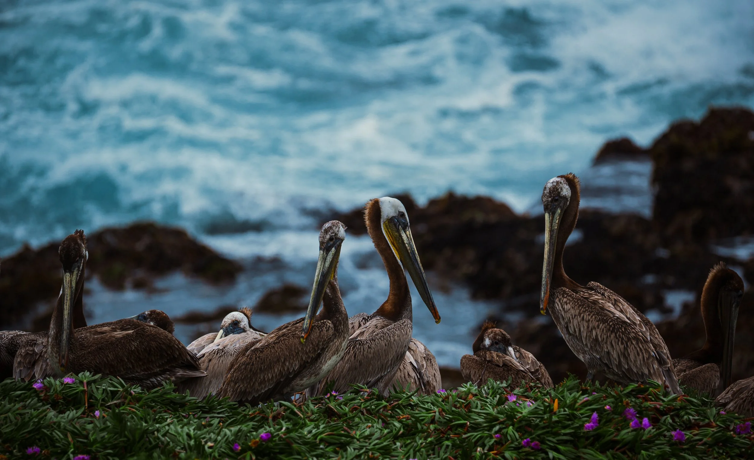 A group of brown pelicans standing on rocks near the shoreline with ocean waves in the background. Some of the pelicans are looking around, and there are pink and purple flowers in the foreground.
