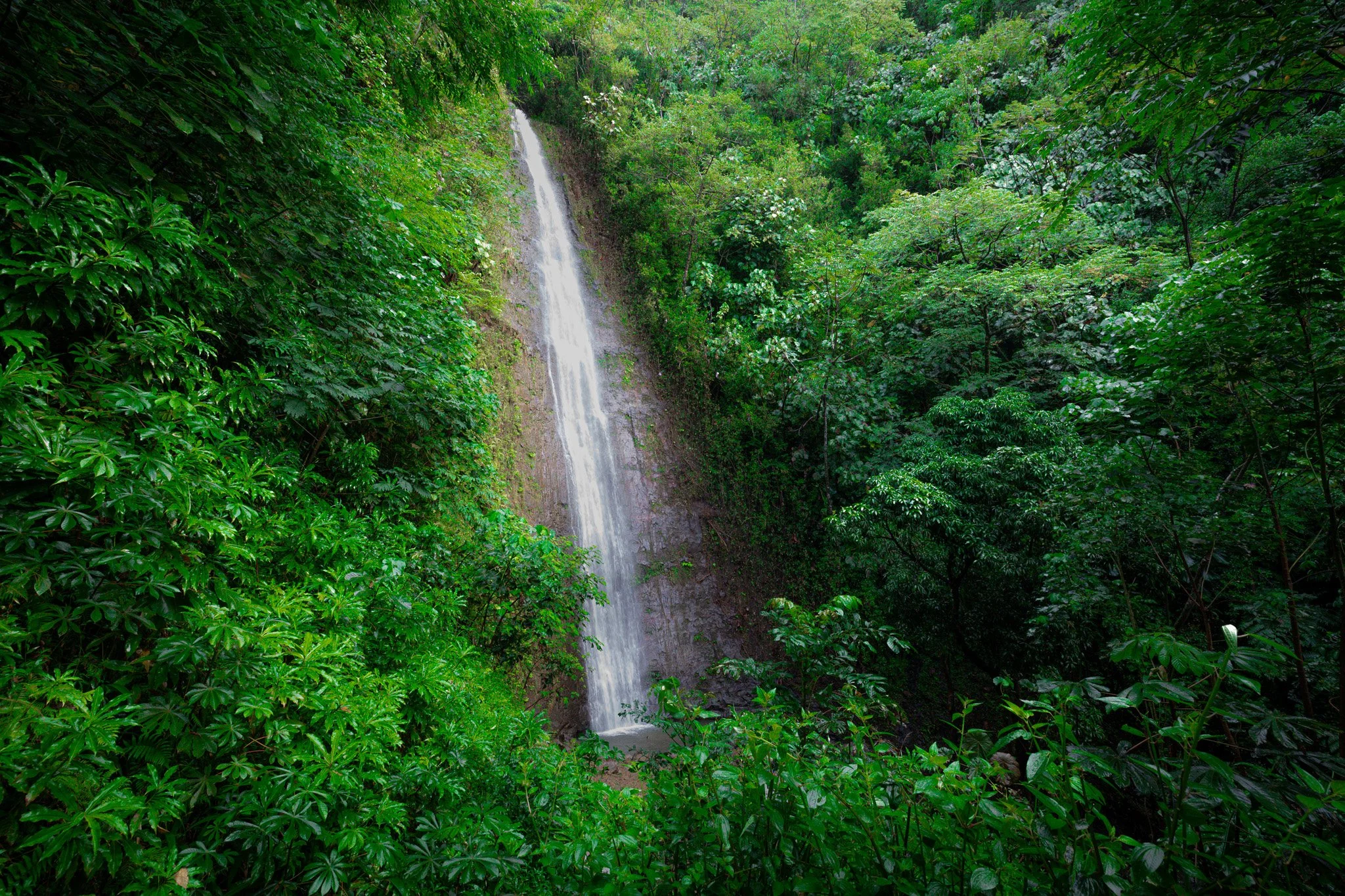 A tall waterfall cascading down a rocky cliff surrounded by dense green forest greenery.