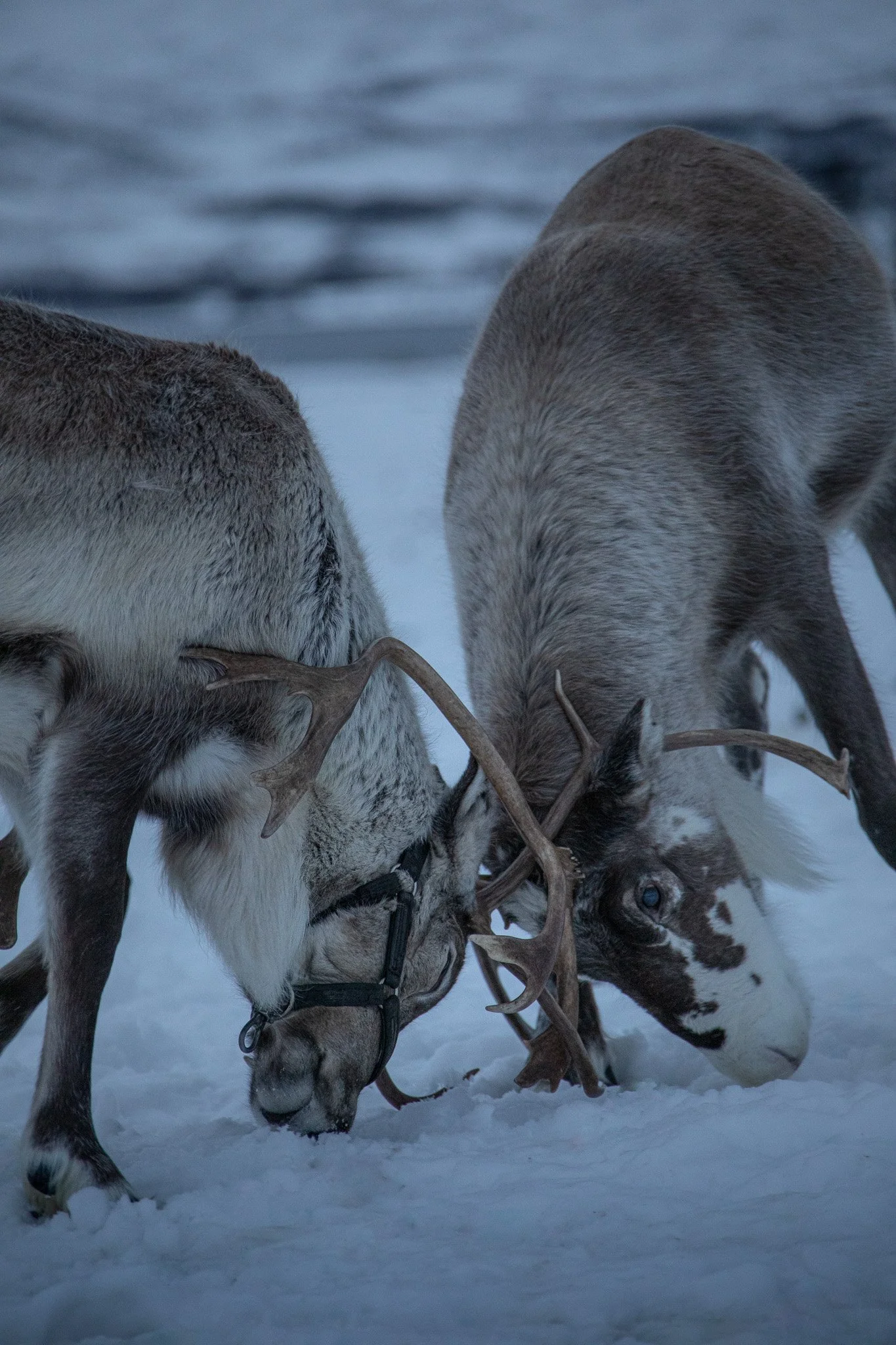 Eli_Housenbold_Reindeer.jpg