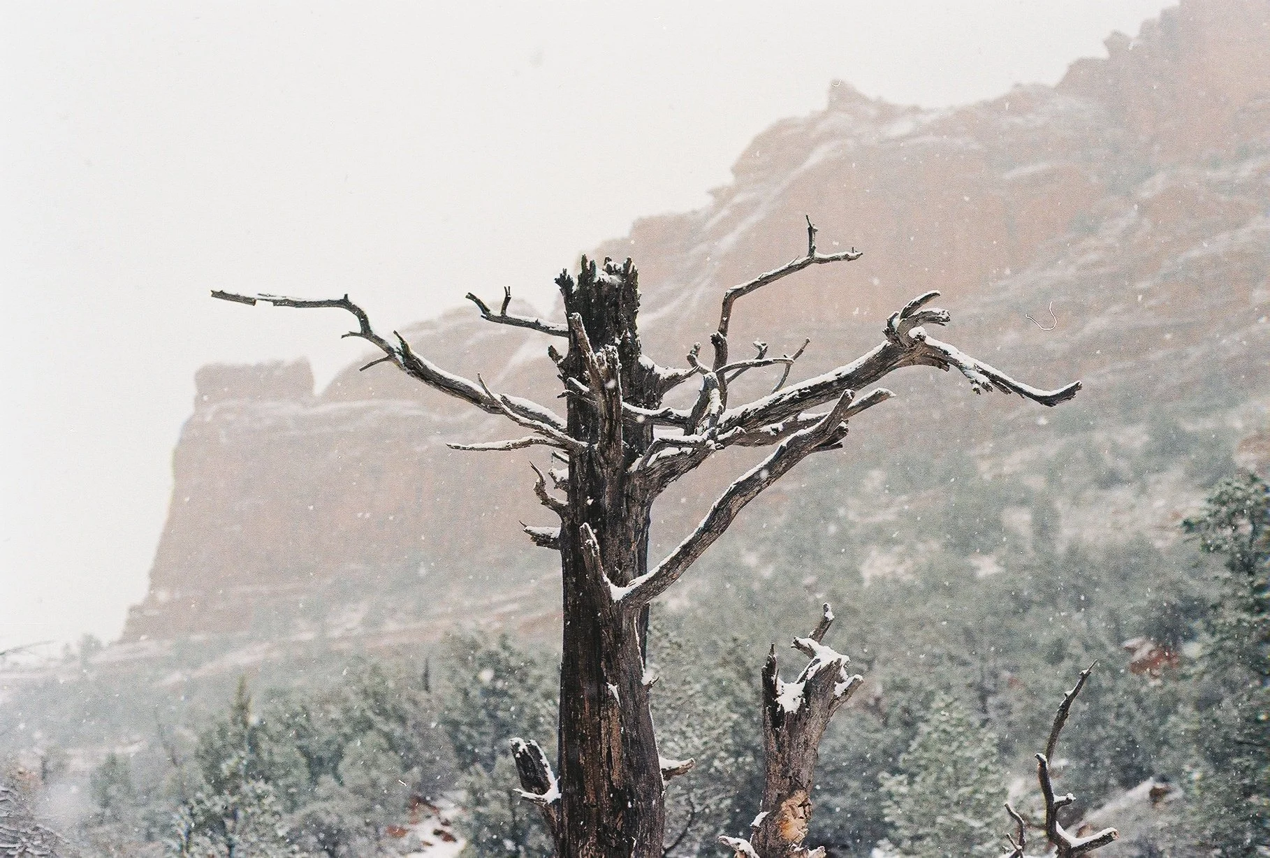 A dead tree with snow on its branches stands in a snowy landscape with rocky cliffs in the background.