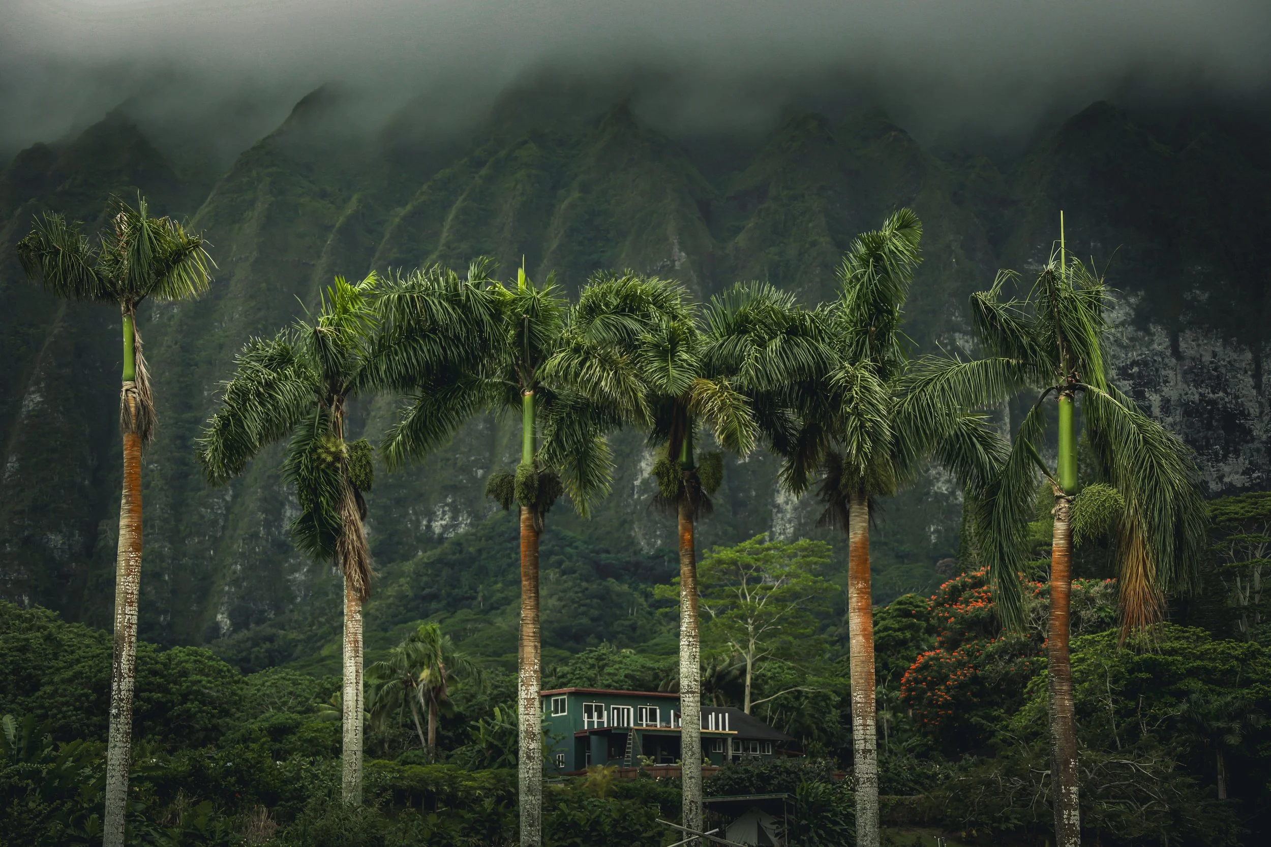 Tall palm trees in front of lush green mountains shrouded in mist with a house at the base.