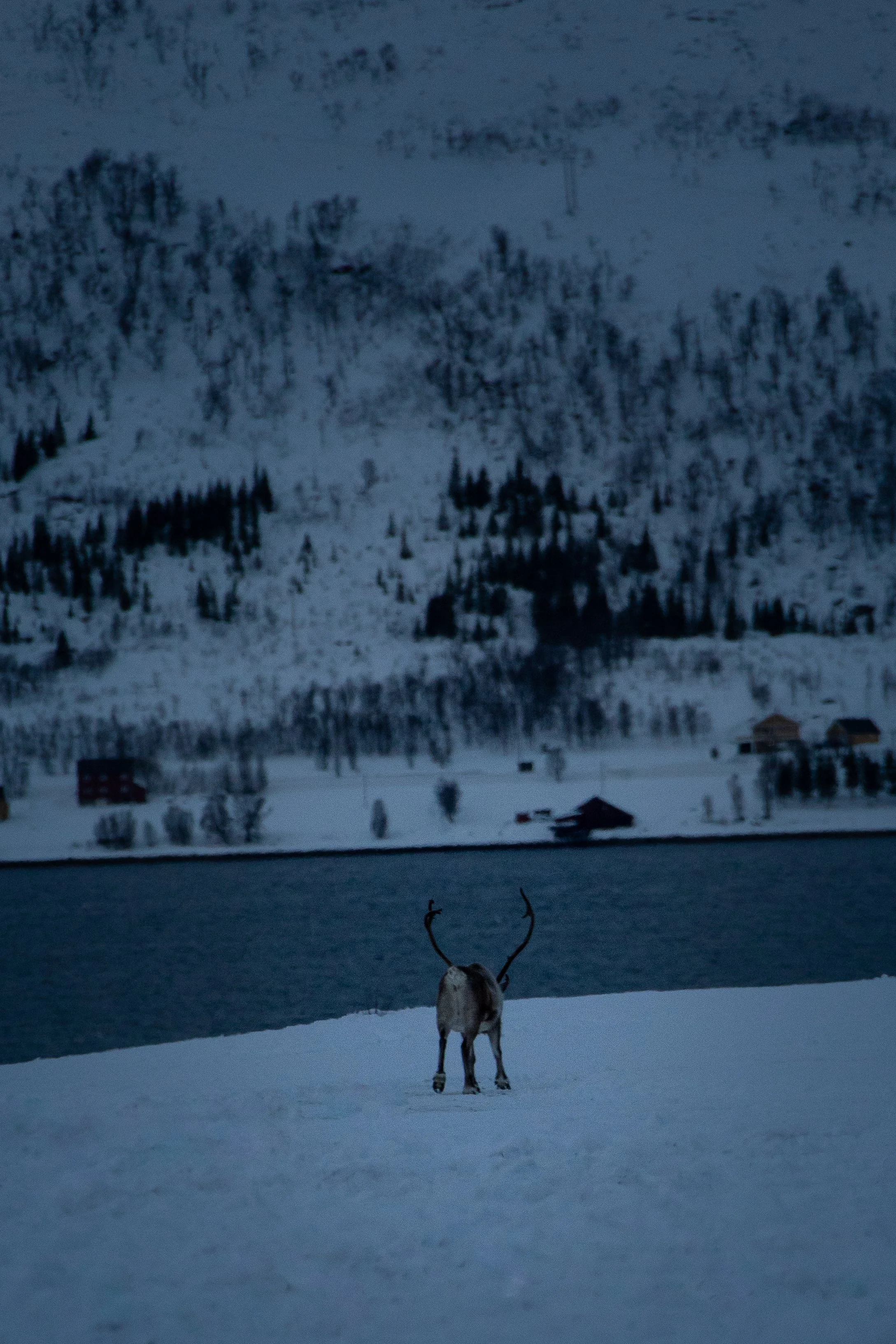 Eli_Housenbold_SoloDeer.jpg