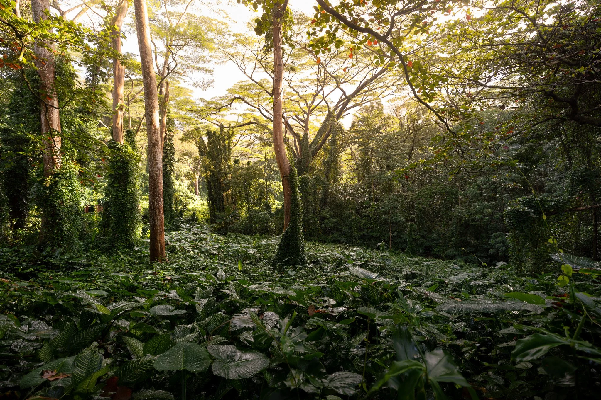 A lush green forest with tall trees and dense foliage illuminated by sunlight filtering through the branches.