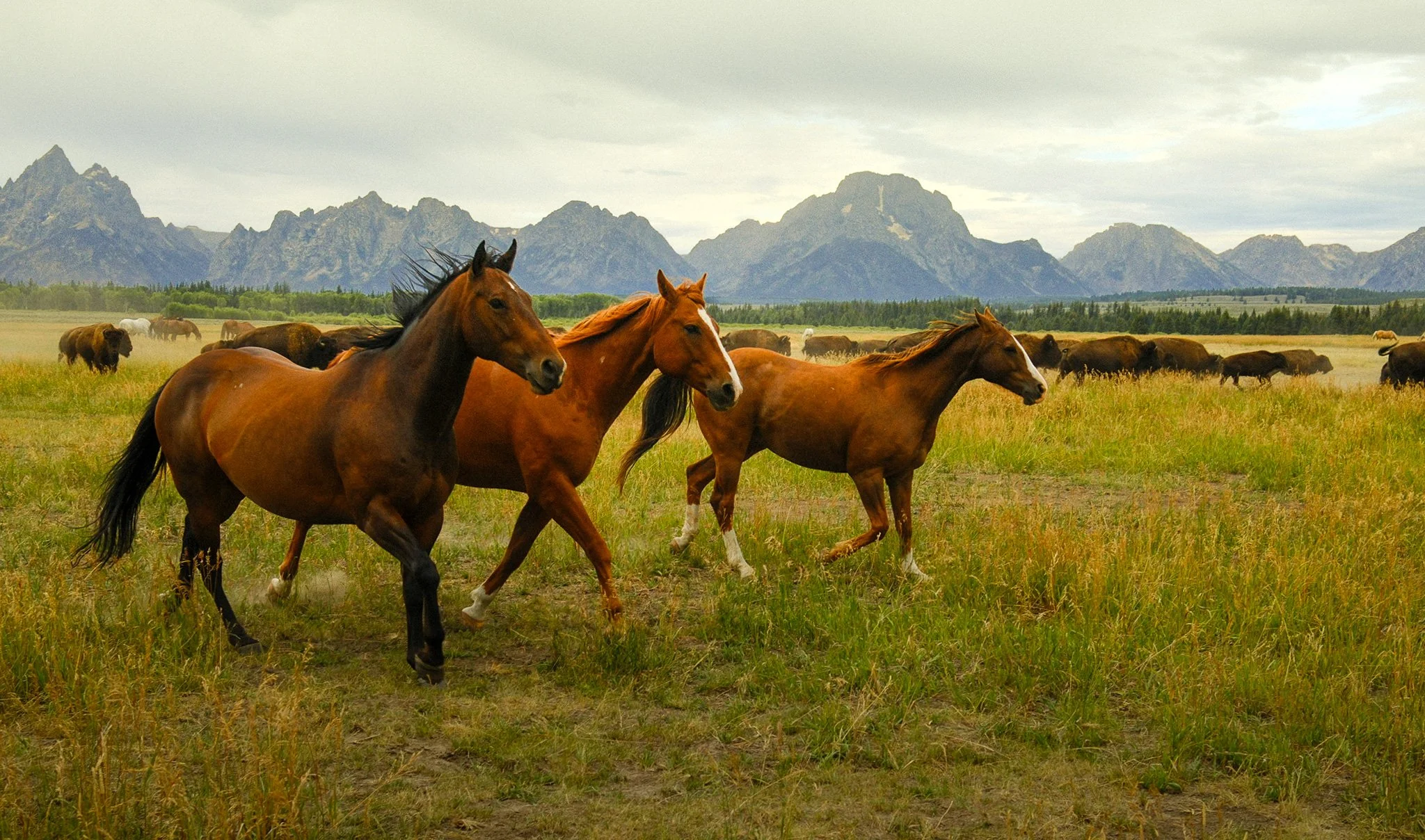 A group of horses running across a grassy field with mountains in the background.