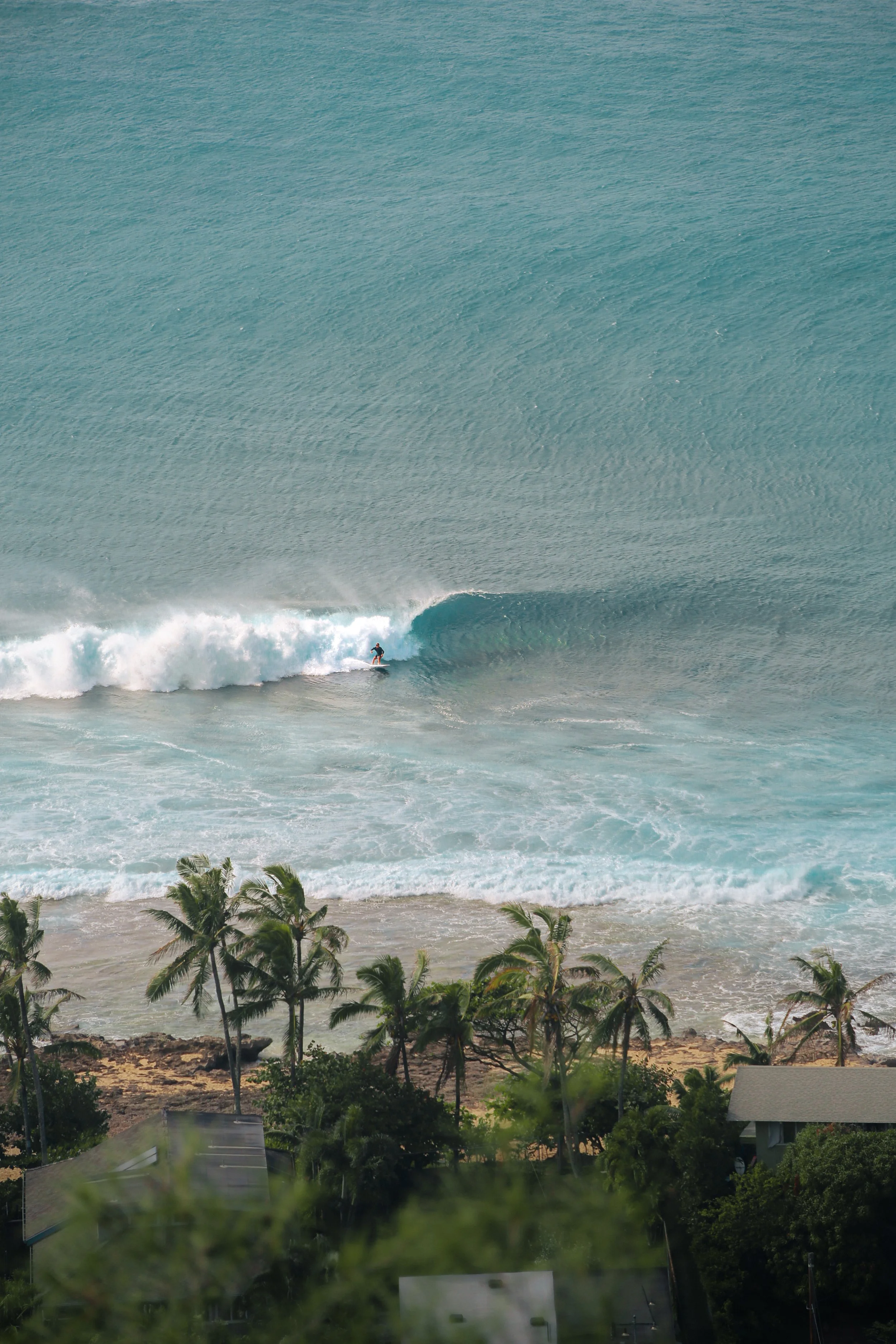 A person surfing on a large ocean wave with a clear sky in the background and palm trees in the foreground.