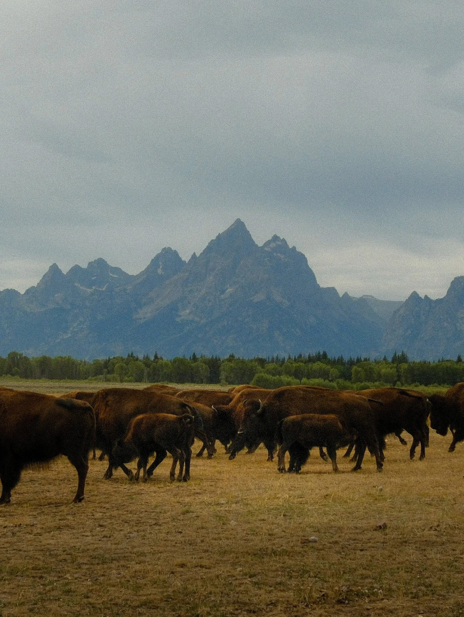 A herd of cattle grazing on a field with mountains and a cloudy sky in the background.