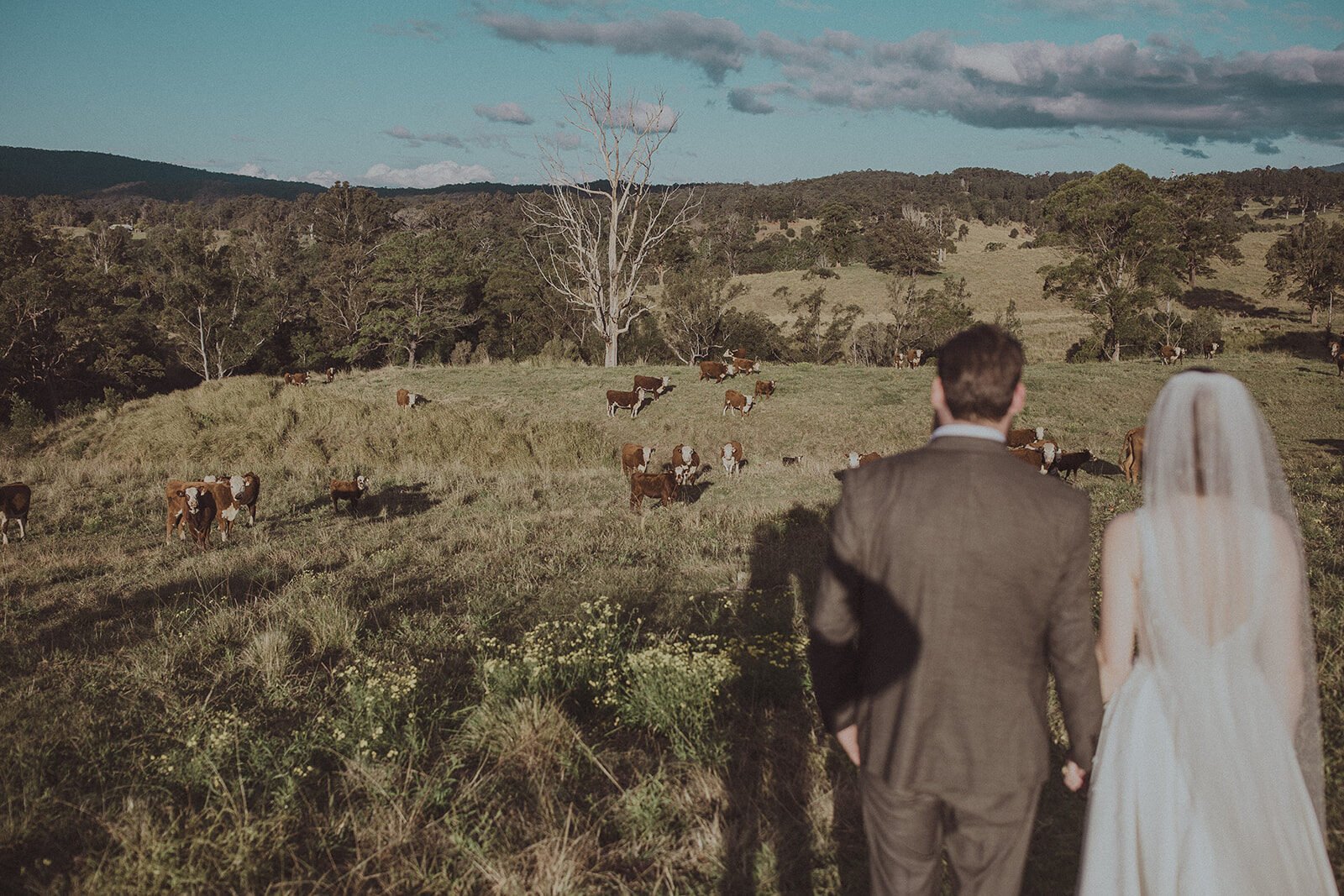 Couple from behind looking over a paddock of cattle, Sam and Tom's elopement at Highfield Farm, Northern Rivers