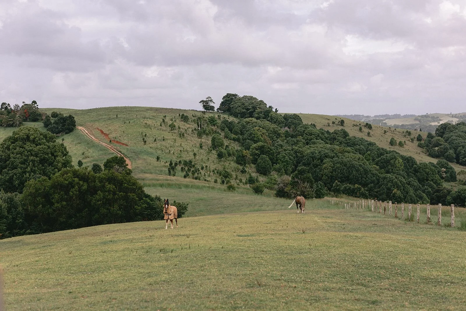 Rolling green paddocks near Byron Bay with two horses grazing in the distance