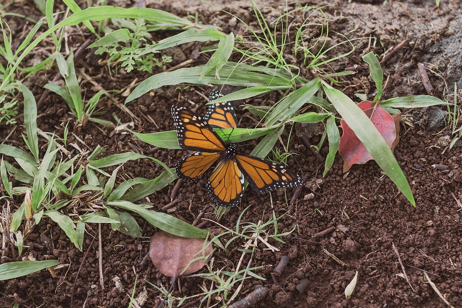 Monarch butterfly resting on the ground in the paddock, Darien and Jacqui's picnic marriage proposal at Heartwood Farm, Byron Bay hinterland
