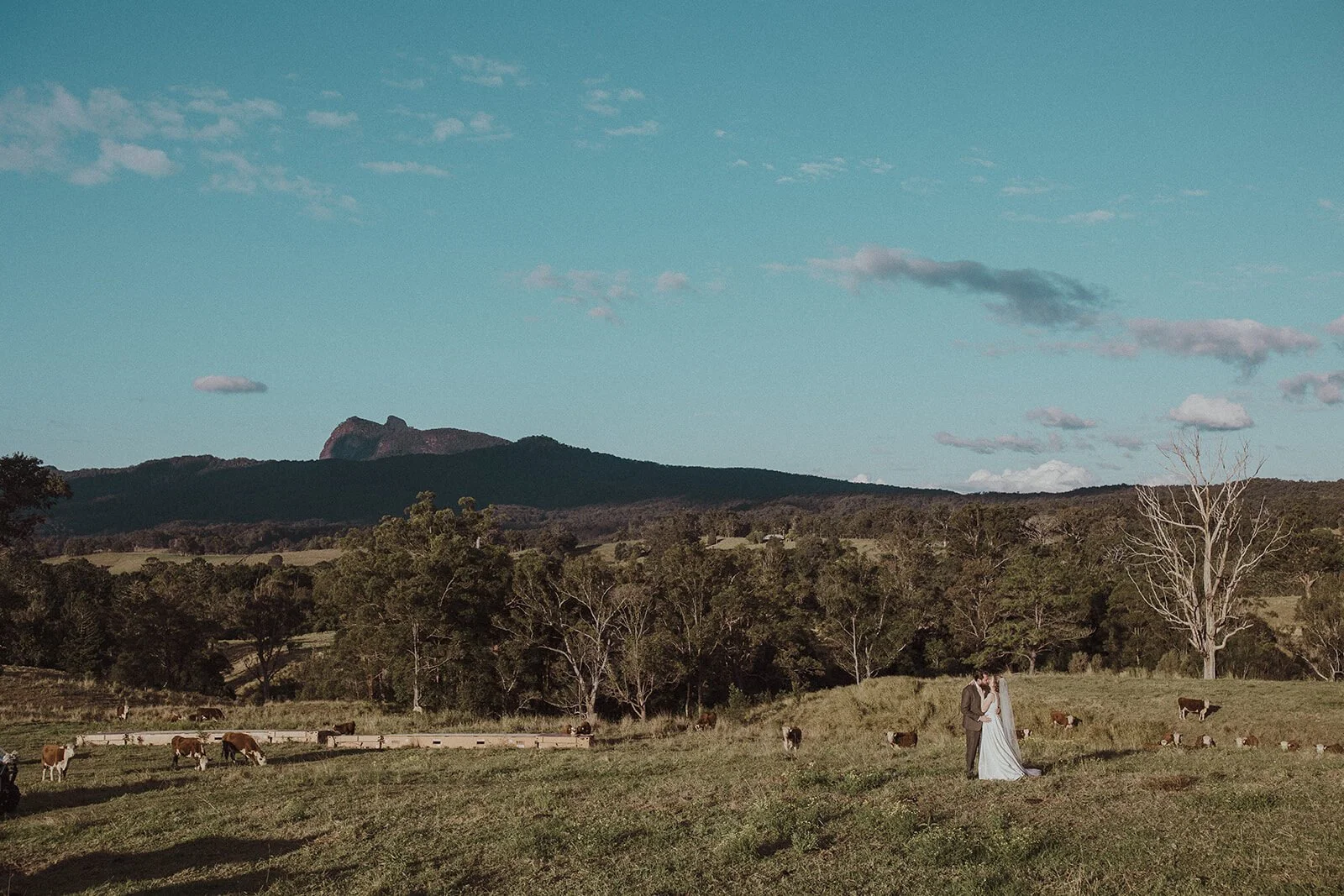 Tiny couple in the paddock below the mountains, Sam and Tom's elopement at Highfield Farm, Northern Rivers