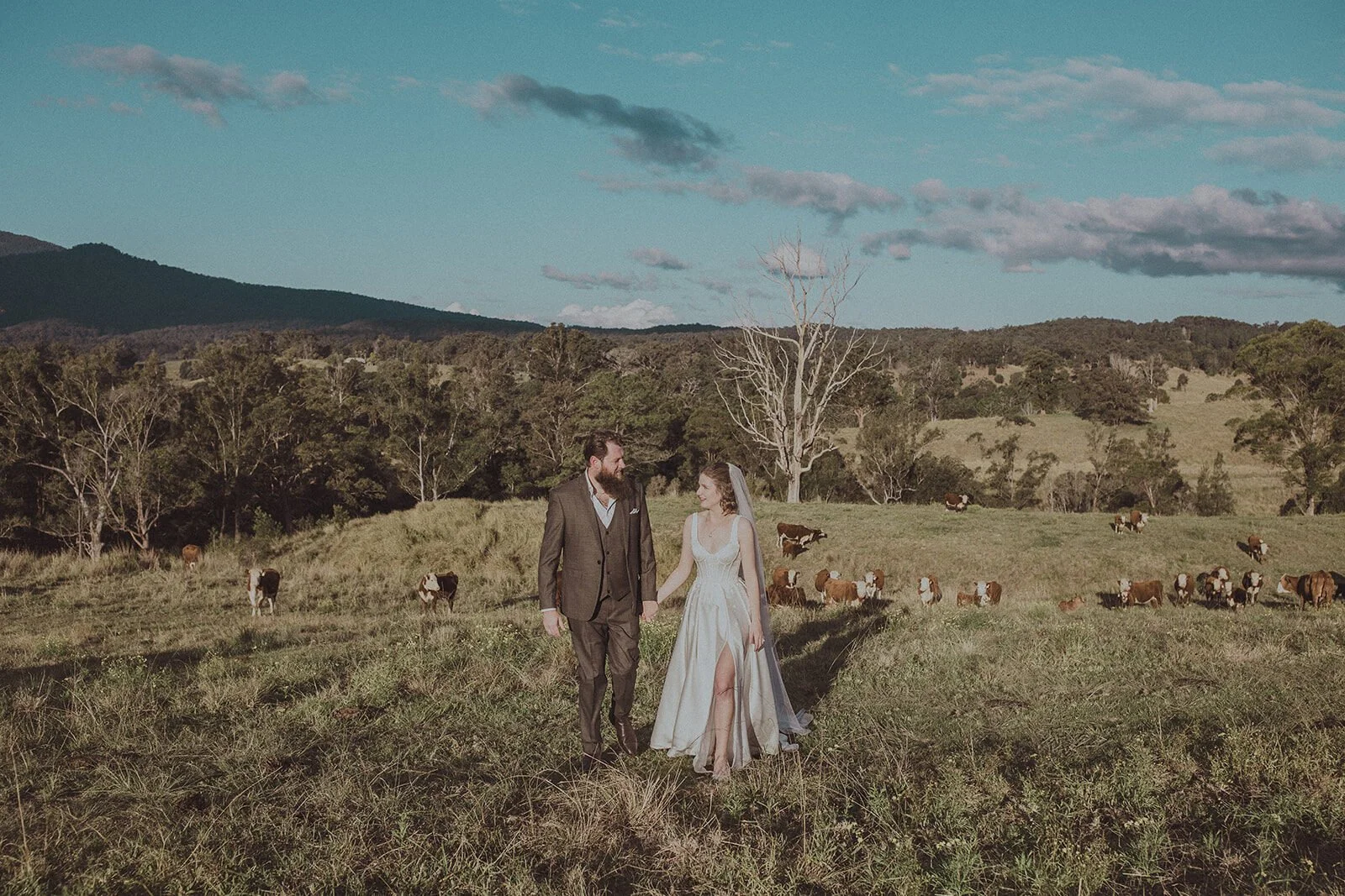 Couple walking through the paddock with cows grazing, Sam and Tom's elopement at Highfield Farm, Northern Rivers
