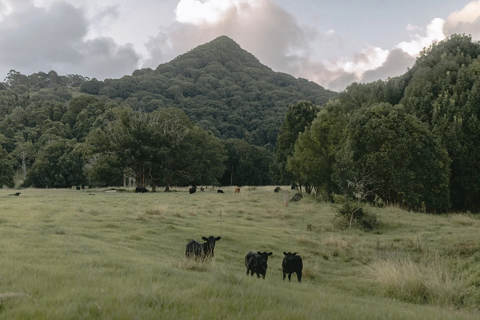 Cows grazing in front of the green mountain, Kobi and Darren's elopement at Butterfly Lane, Byron Bay hinterland