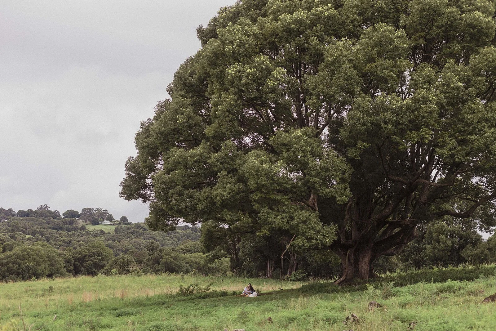 Couple tiny at a picnic beneath a giant fig tree in a green paddock, Darien and Jacqui's picnic marriage proposal at Heartwood Farm, Byron Bay hinterland