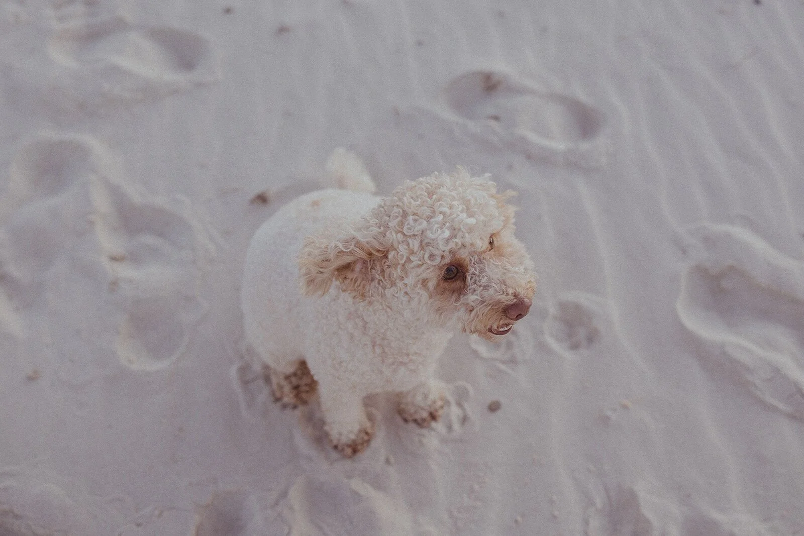 Their dog looking up from the sand, seen from above, Jamie and Jessica's beach marriage proposal at Belongil Beach, Byron Bay