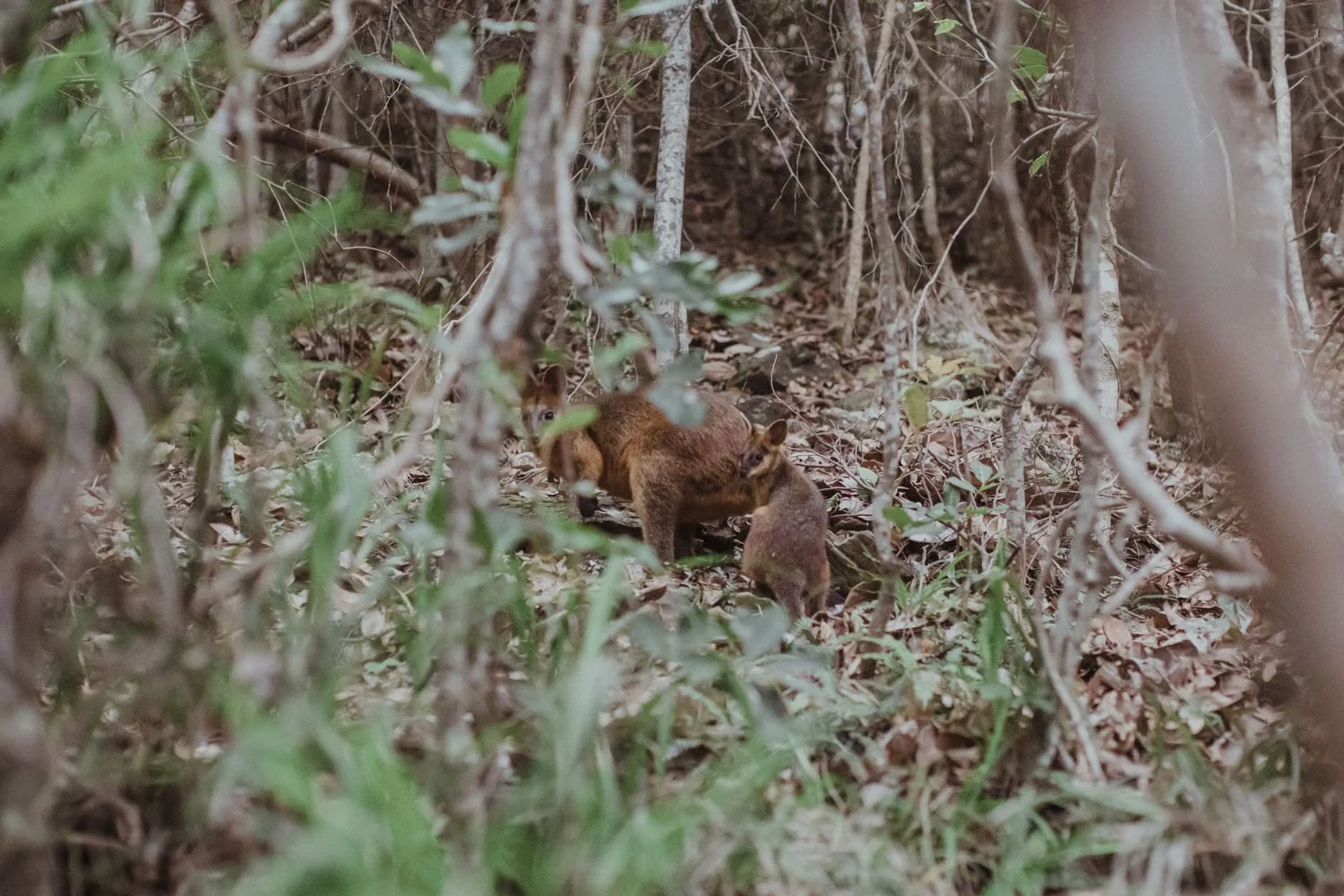 Native wildlife in the coastal bush, Yoanne and Elisa's rainy elopement at Broken Head, Byron Bay