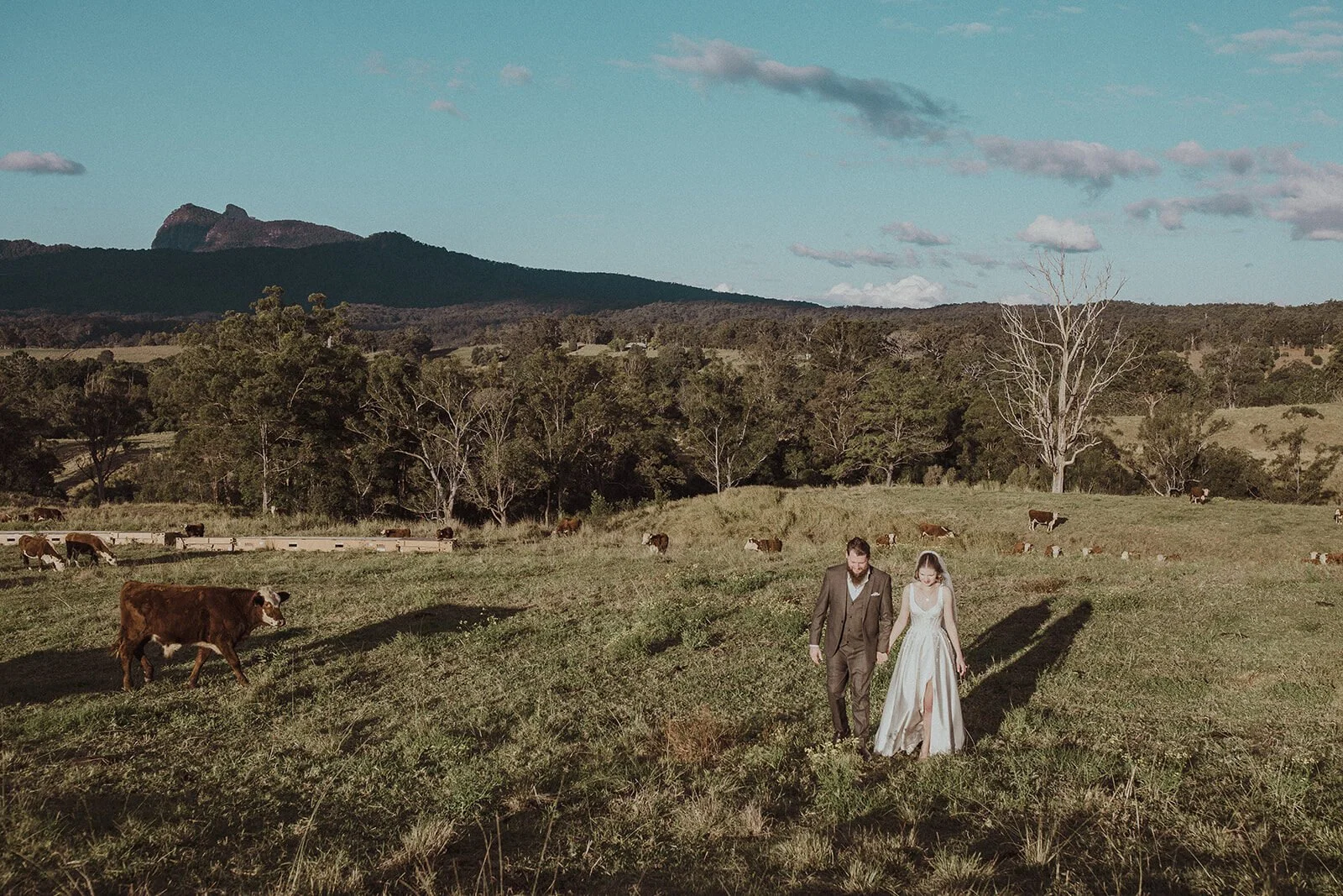 Couple in the paddock beside a curious cow, Sam and Tom's elopement at Highfield Farm, Northern Rivers