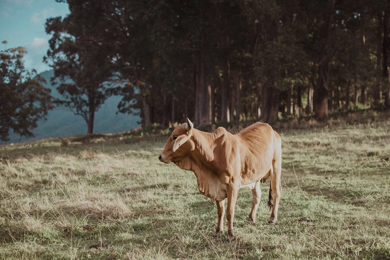 Cow standing under pine trees in the paddock, Sam and Tom's elopement at Highfield Farm, Northern Rivers