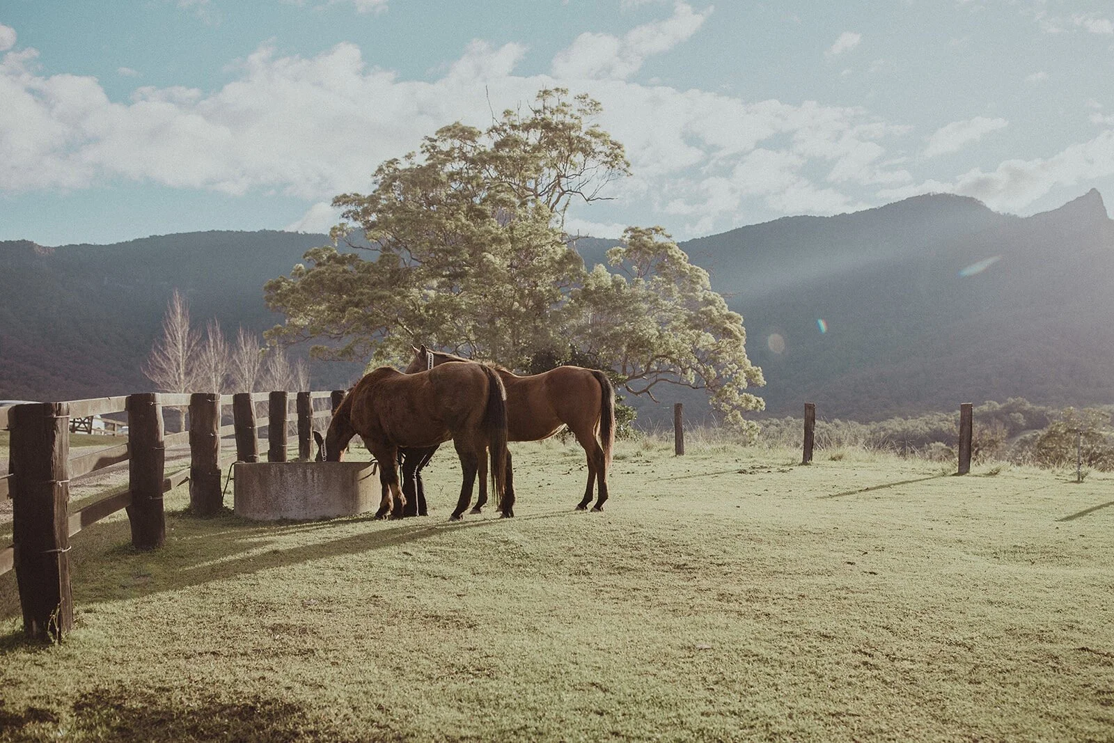 Two horses under a tree with mountains behind, Sam and Tom's elopement at Highfield Farm, Northern Rivers