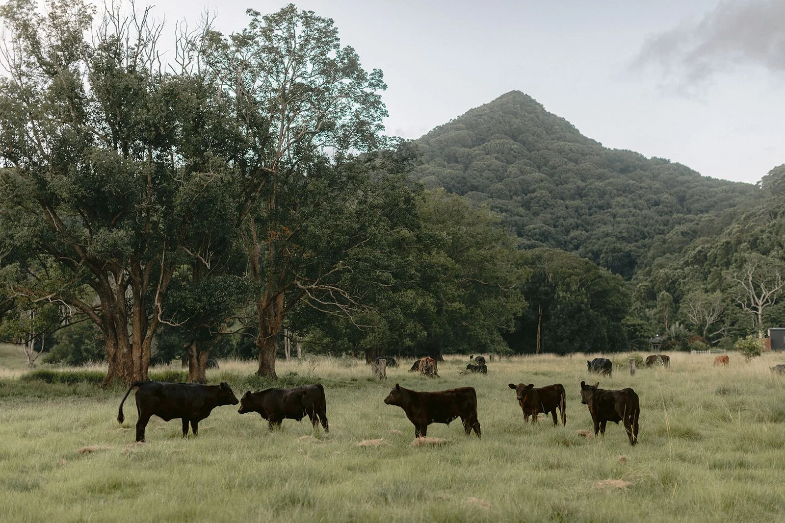 Cows in the paddock below the mountain, Kobi and Darren's elopement at Butterfly Lane, Byron Bay hinterland